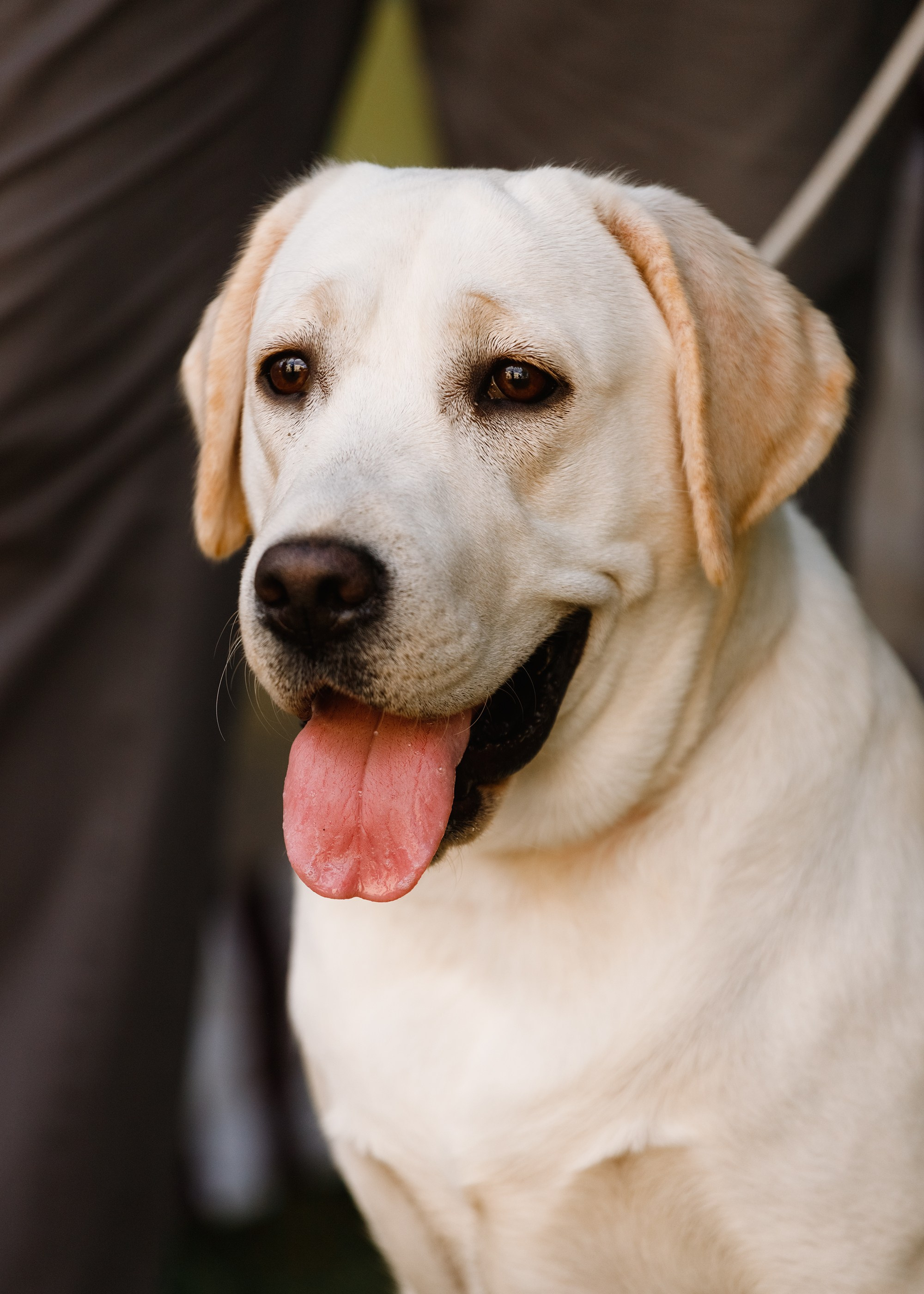 «Argus» dog show in Brest. Kaja | fotograf we Wrocławiu | ludzie i psy