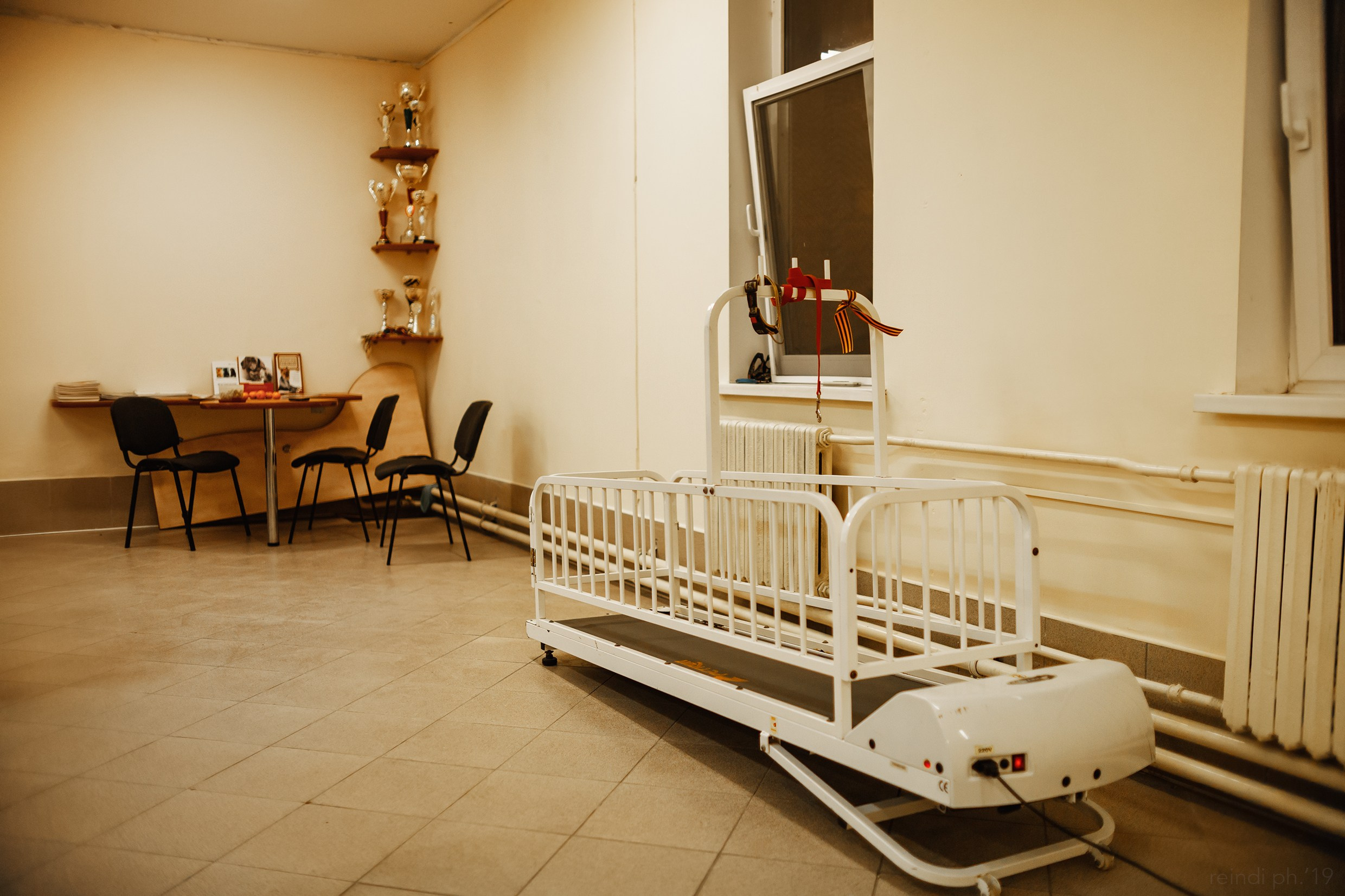 Dog handling hall. Kaja | fotograf we Wrocławiu | ludzie i psy