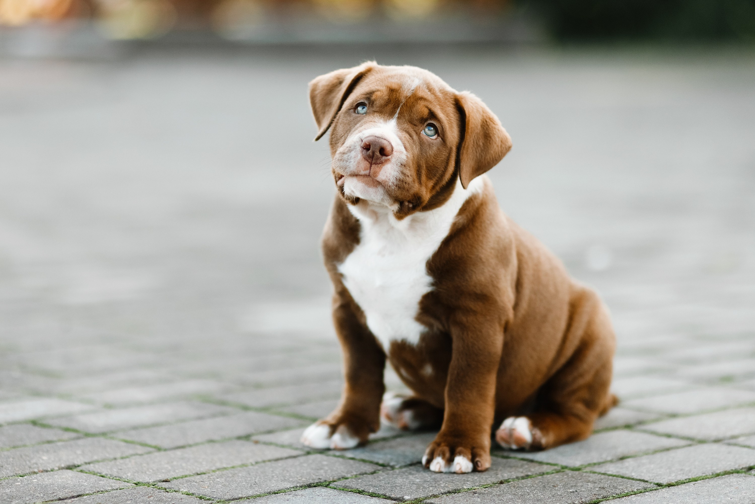 Bullie puppies. Kaja | fotograf we Wrocławiu | ludzie i psy