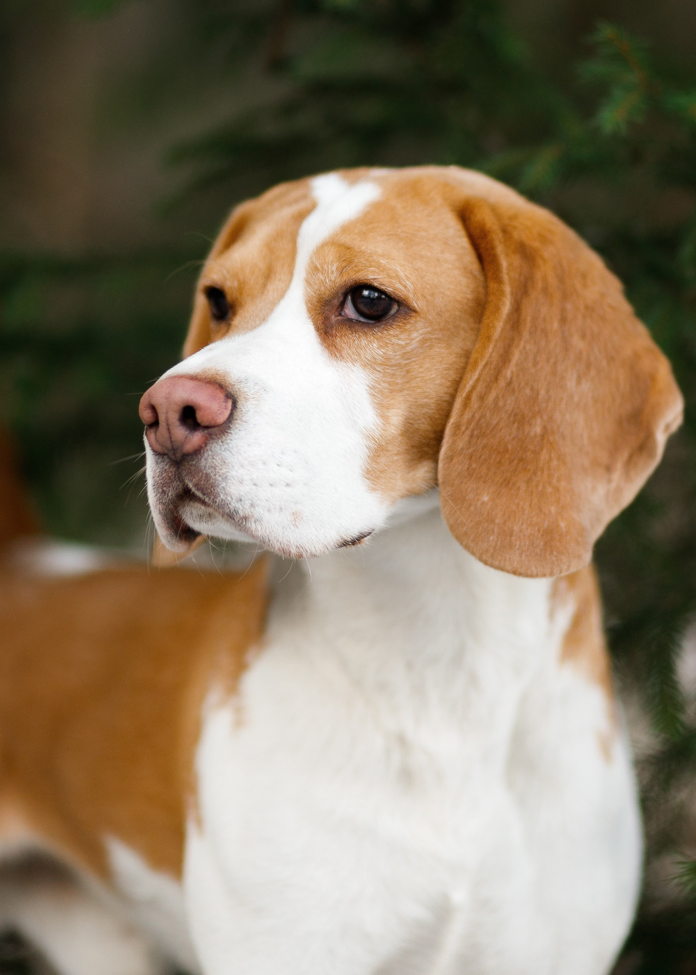 Corgi kennel & some other dogs in the forest. Kaja | fotograf psów we Wrocławiu