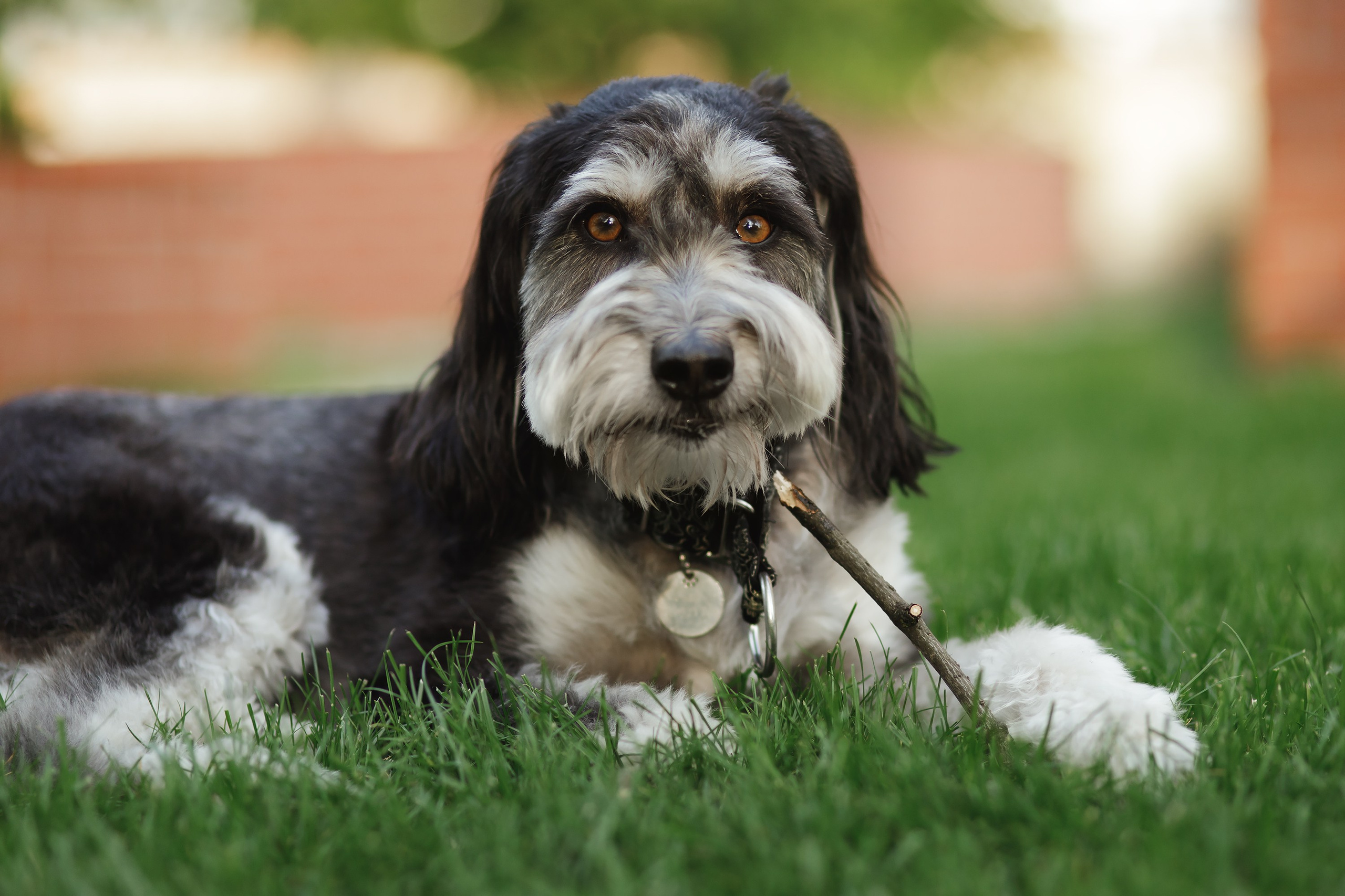 Lera & Flora. Kaja | fotograf we Wrocławiu | ludzie i psy