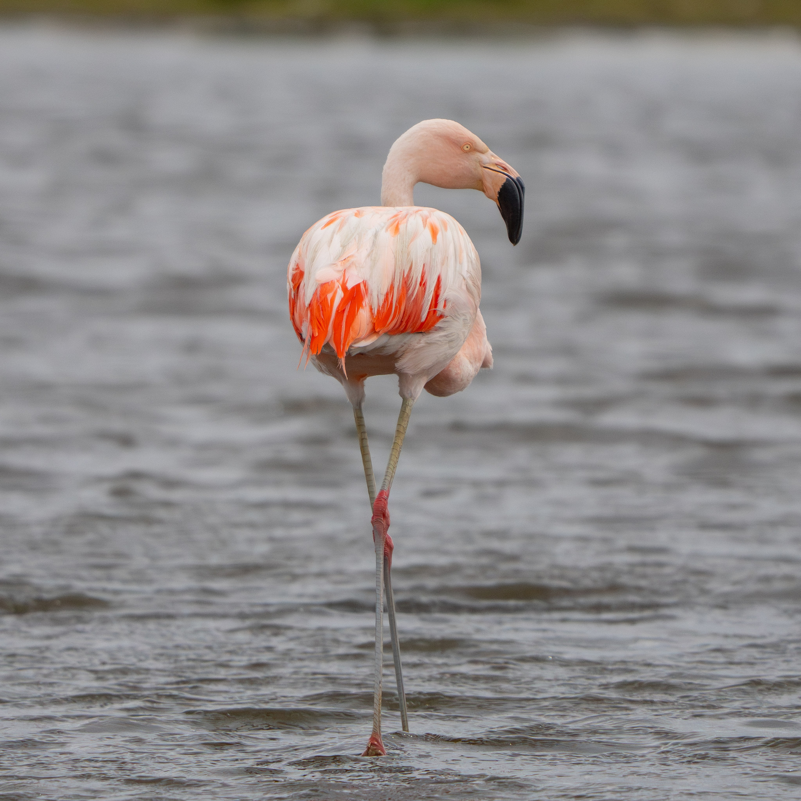 Flamencos. Nature photographer Yuri Soria-Galvarro