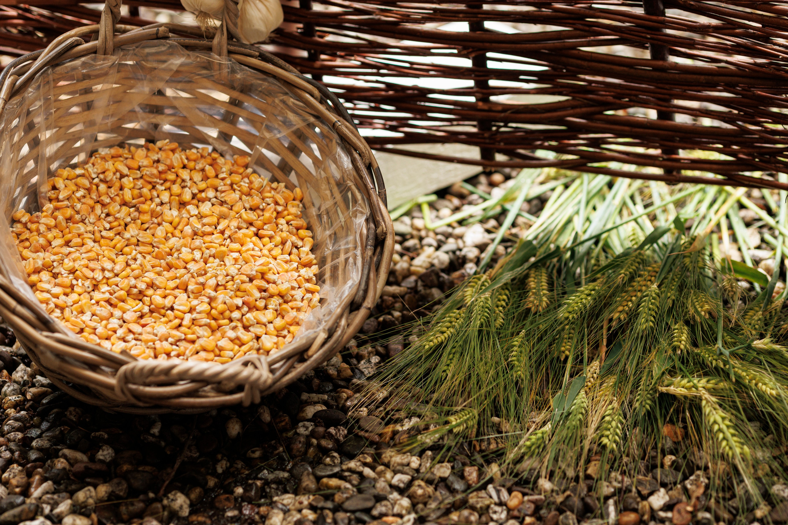 Hora Dorului 2025. Dienstleistungen