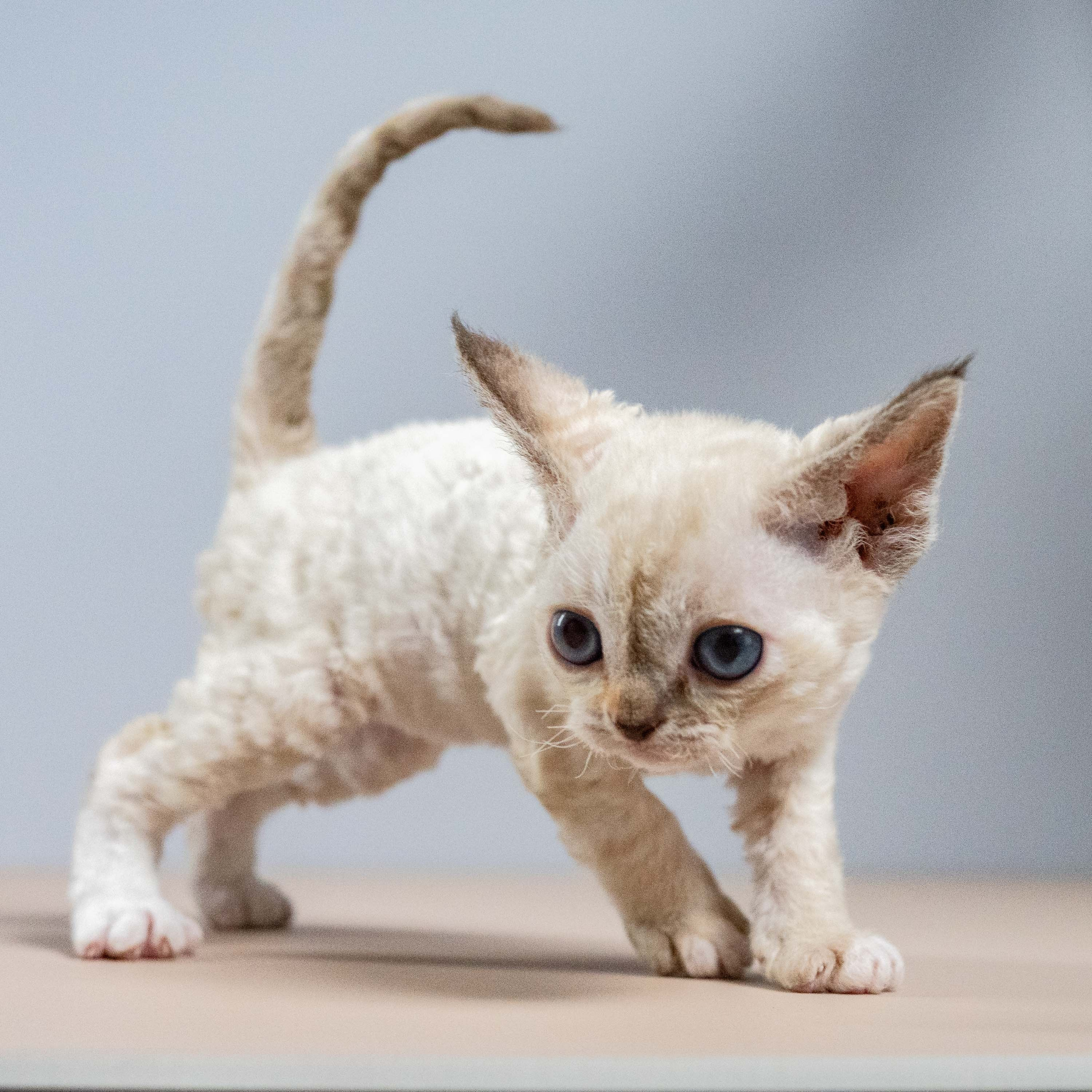 Lily, girl, born 12.20.2025. Devon Rex Pixie Cattery
