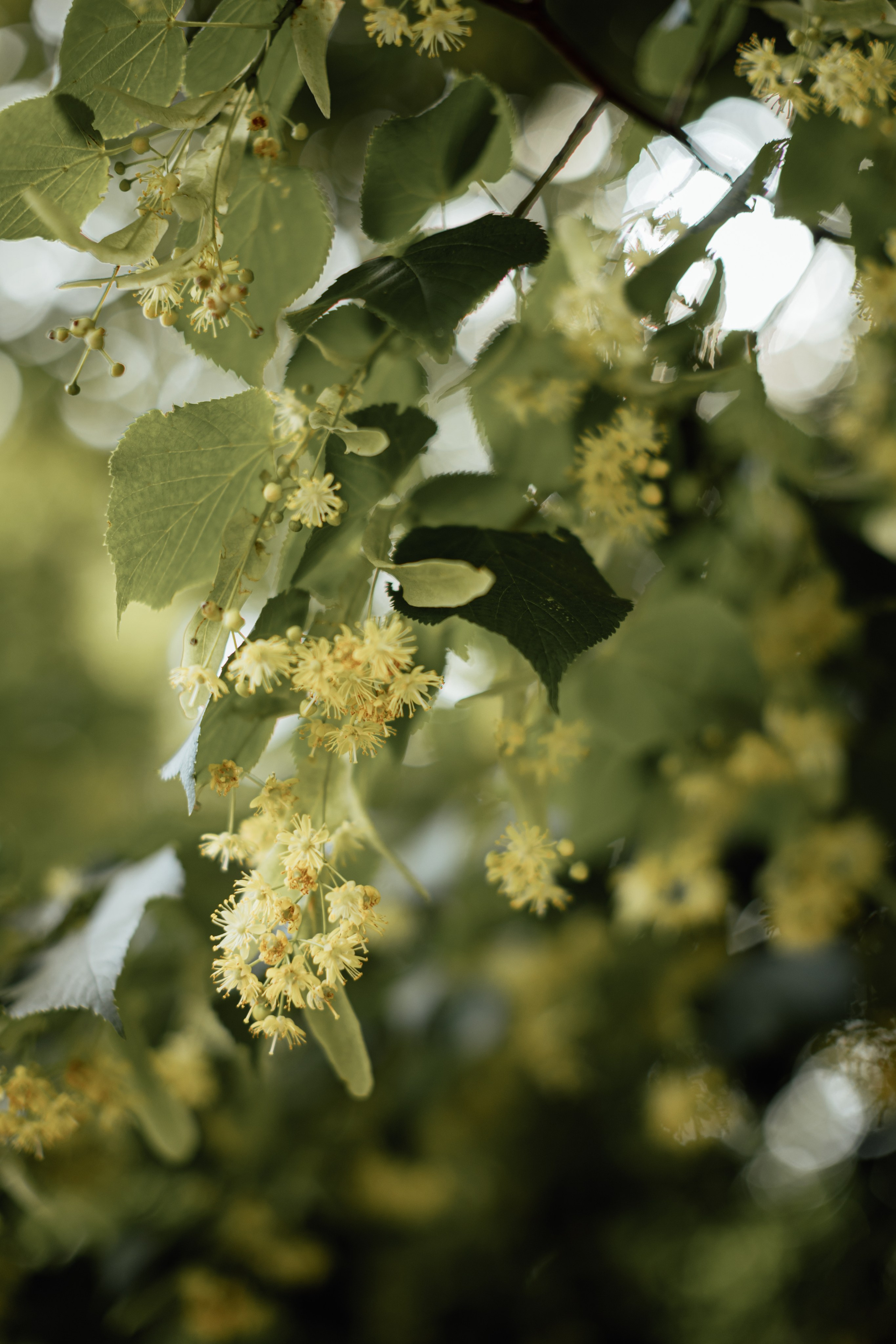 Christening — London, 2024. Timeless Wedding & Event Photography from London to the world