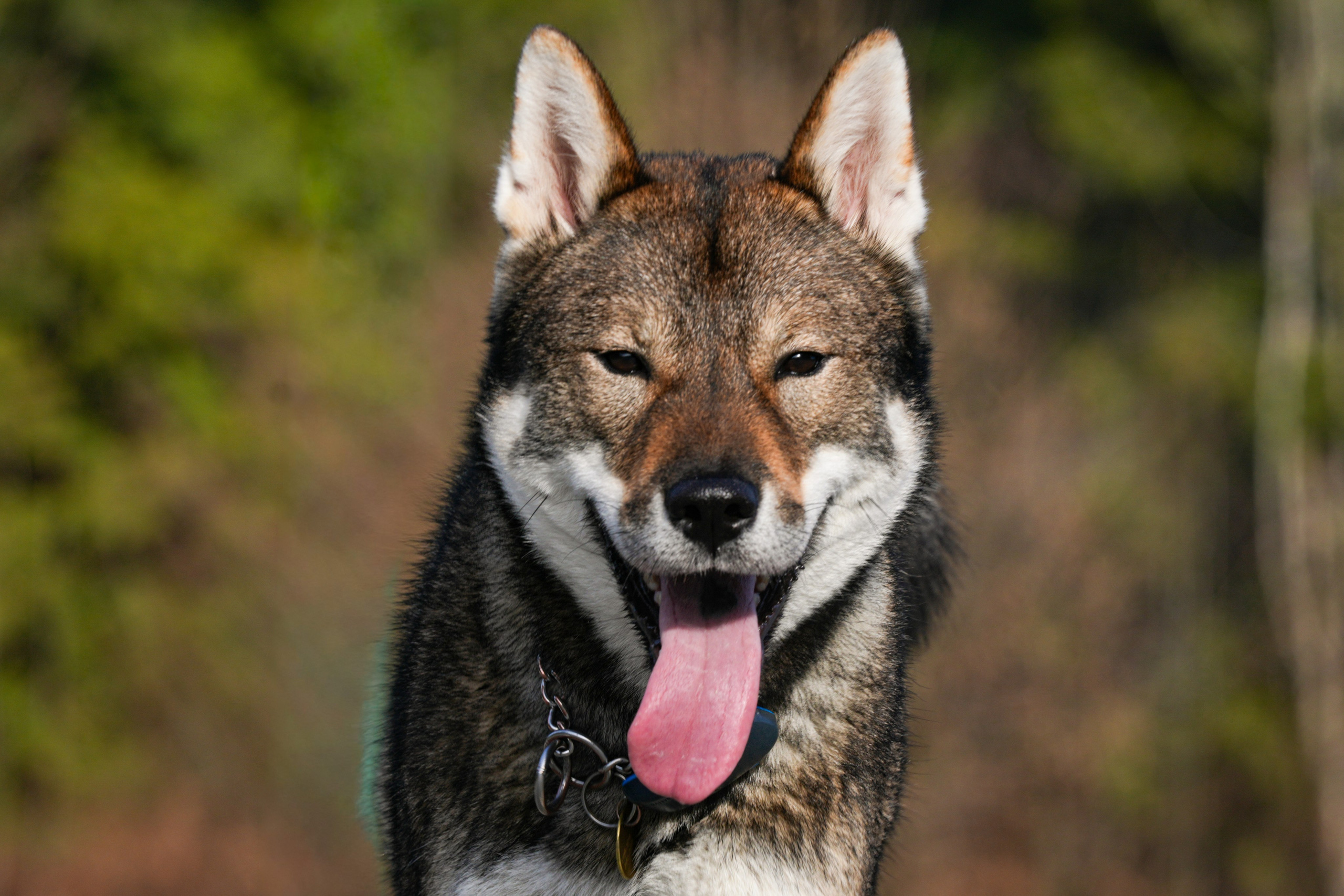 Pets. Shuttergry Photography