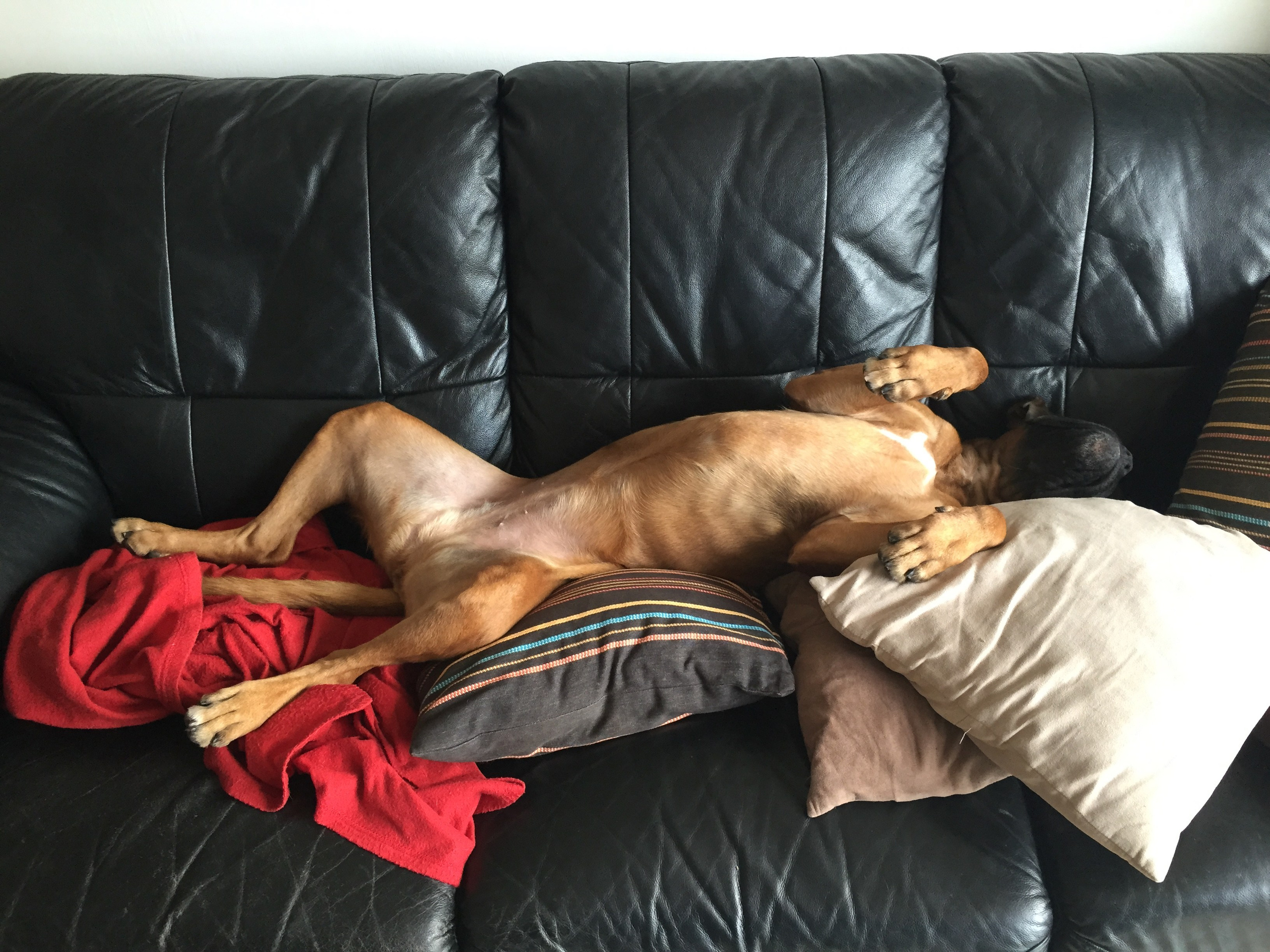 My ״Star״ Boxer Dog