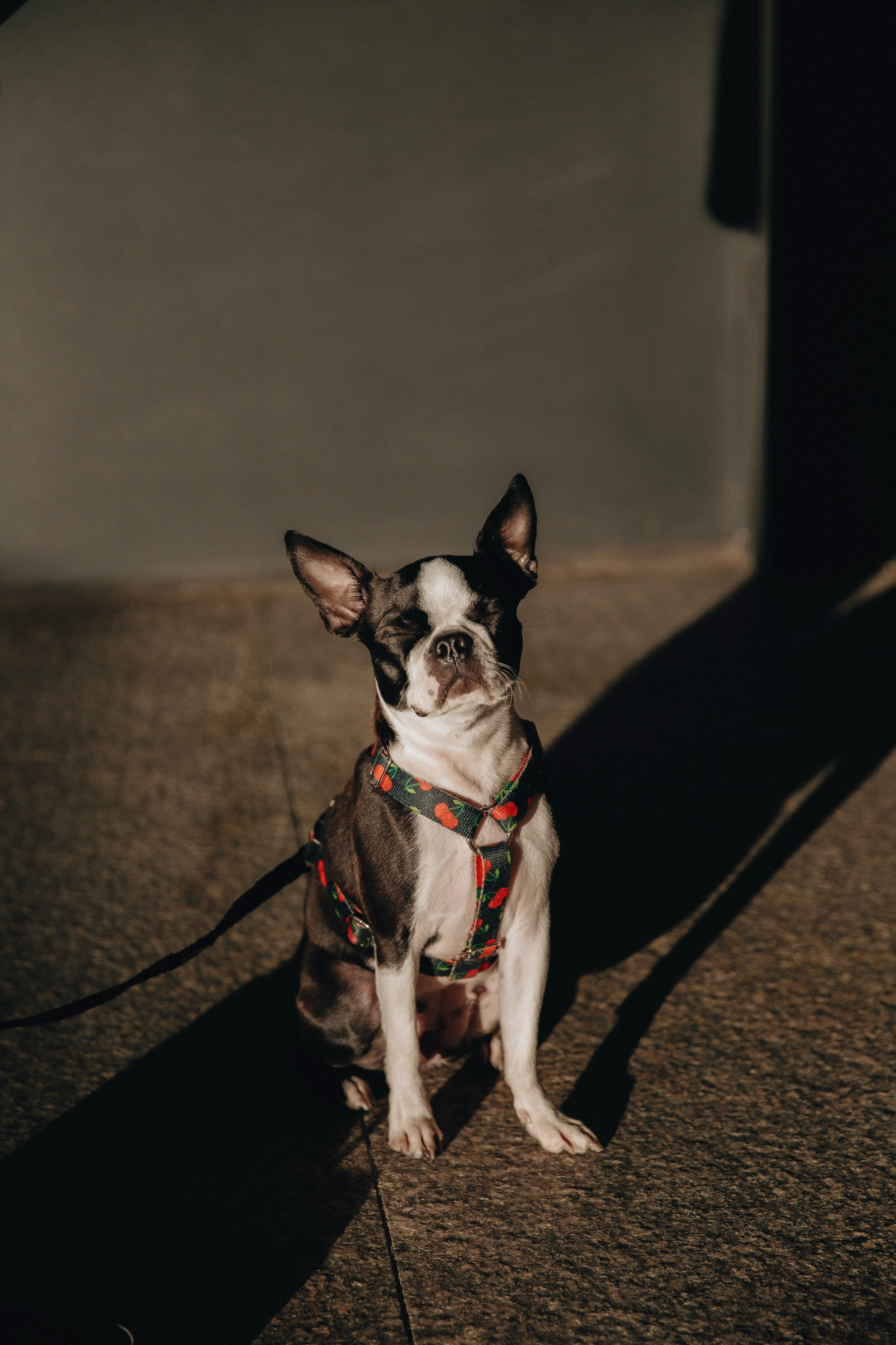 Polina, Dima & Roxy. Photographer in Los Angeles. Julia Ishmuratova