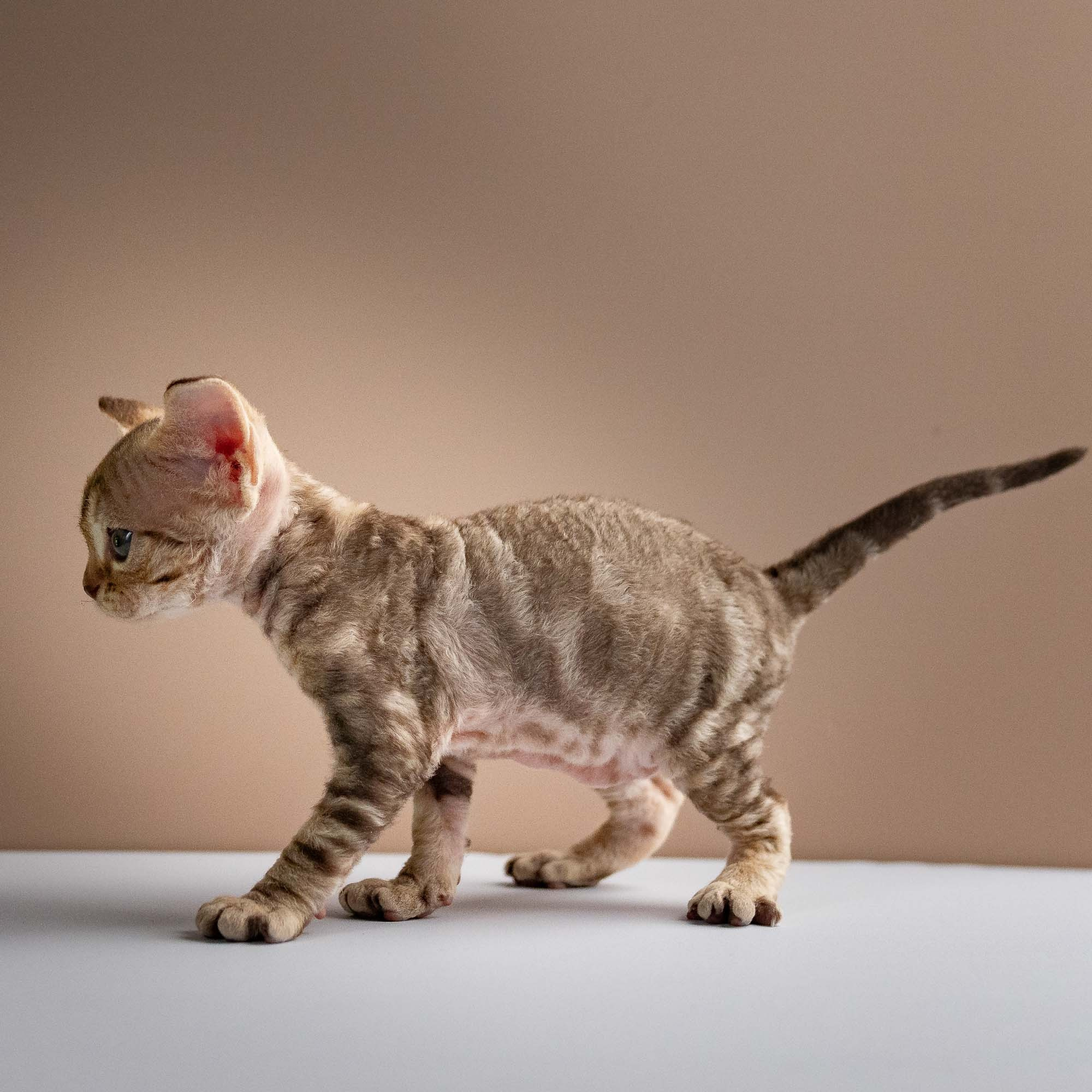Sirius, boy, born 05.15.26. Devon Rex Pixie Cattery