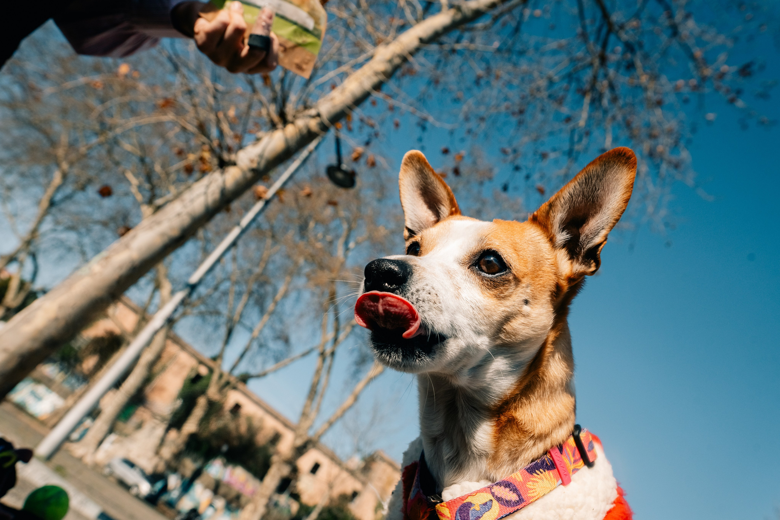 Yana & Doggos in Bonfim. Maria Sher. Professional photographer from Porto, Portugal