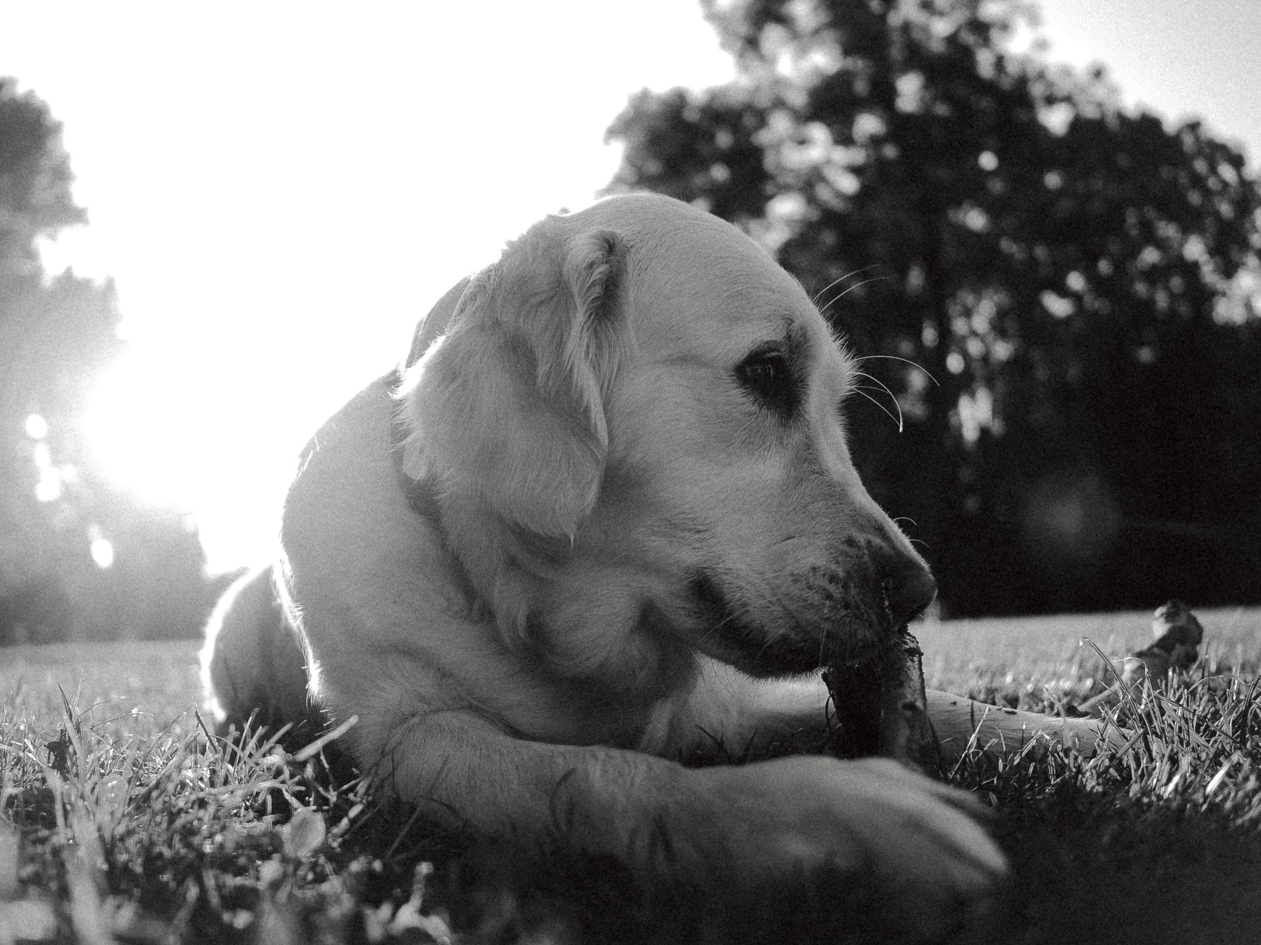 Olya + Sasha. Inna Mendelson — Photographer