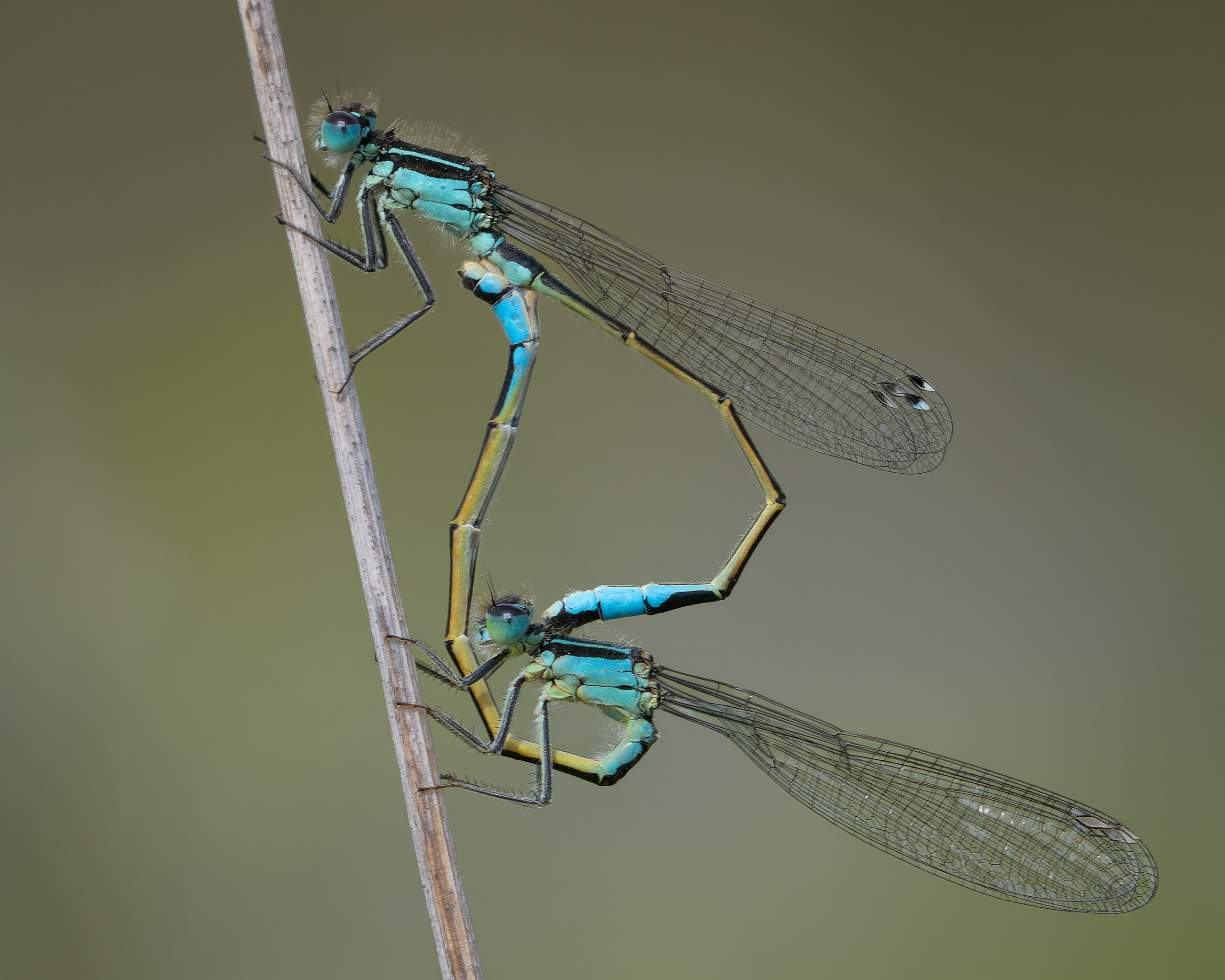 UK Wildlife Photography Gallery. Hedley Wright Photography | East Anglia Sport, Street, Wildlife, Landscape & Astrophotography