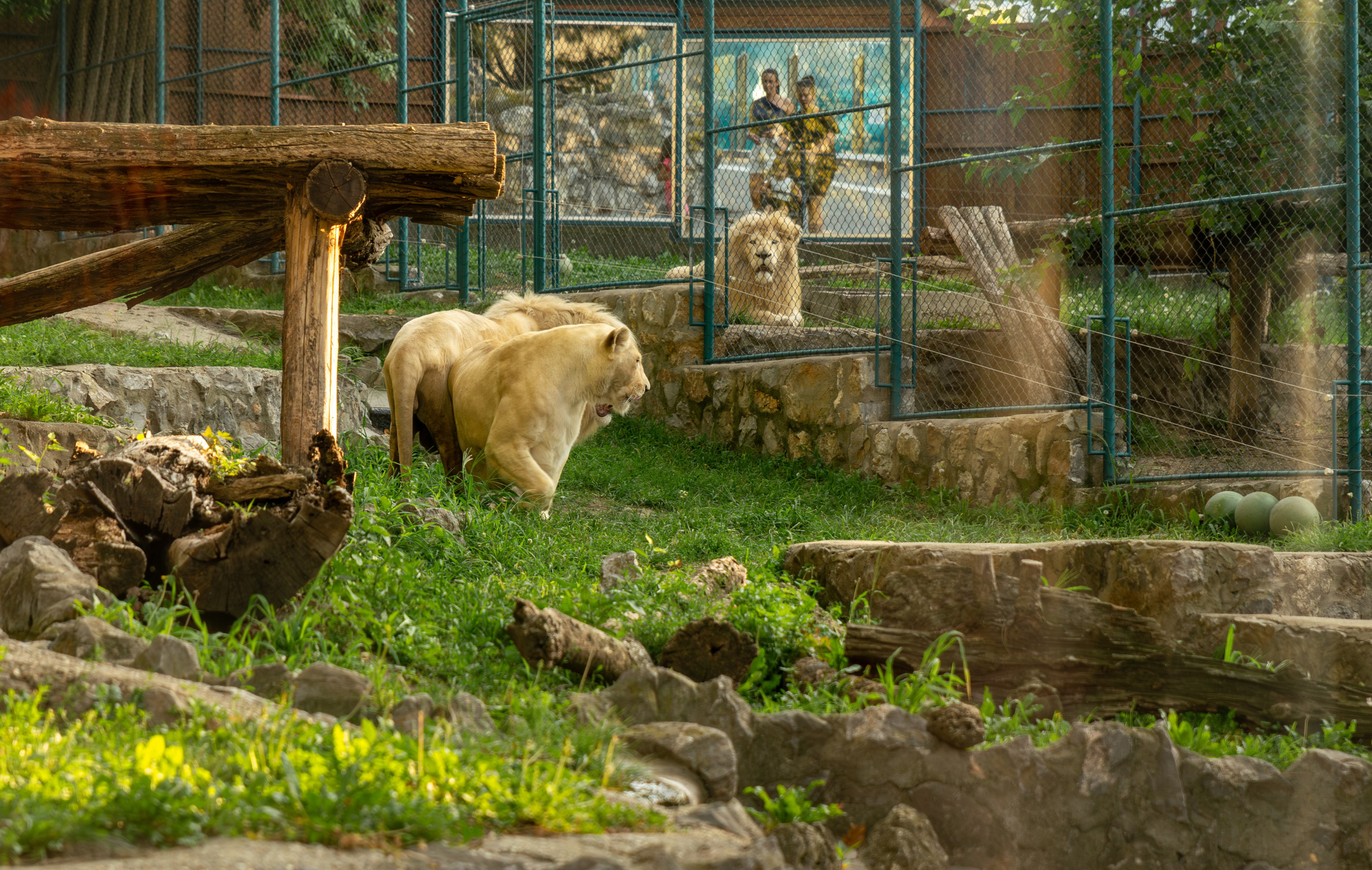 Belgrade ZOO. Victoria Fedoseenko. Photographer from Serbia