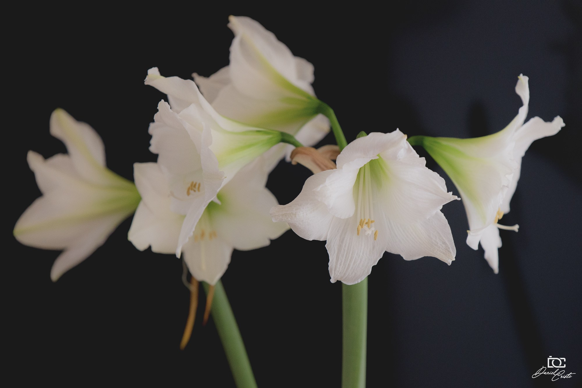 Peisaj /natura. Daniel Criste Fotograf