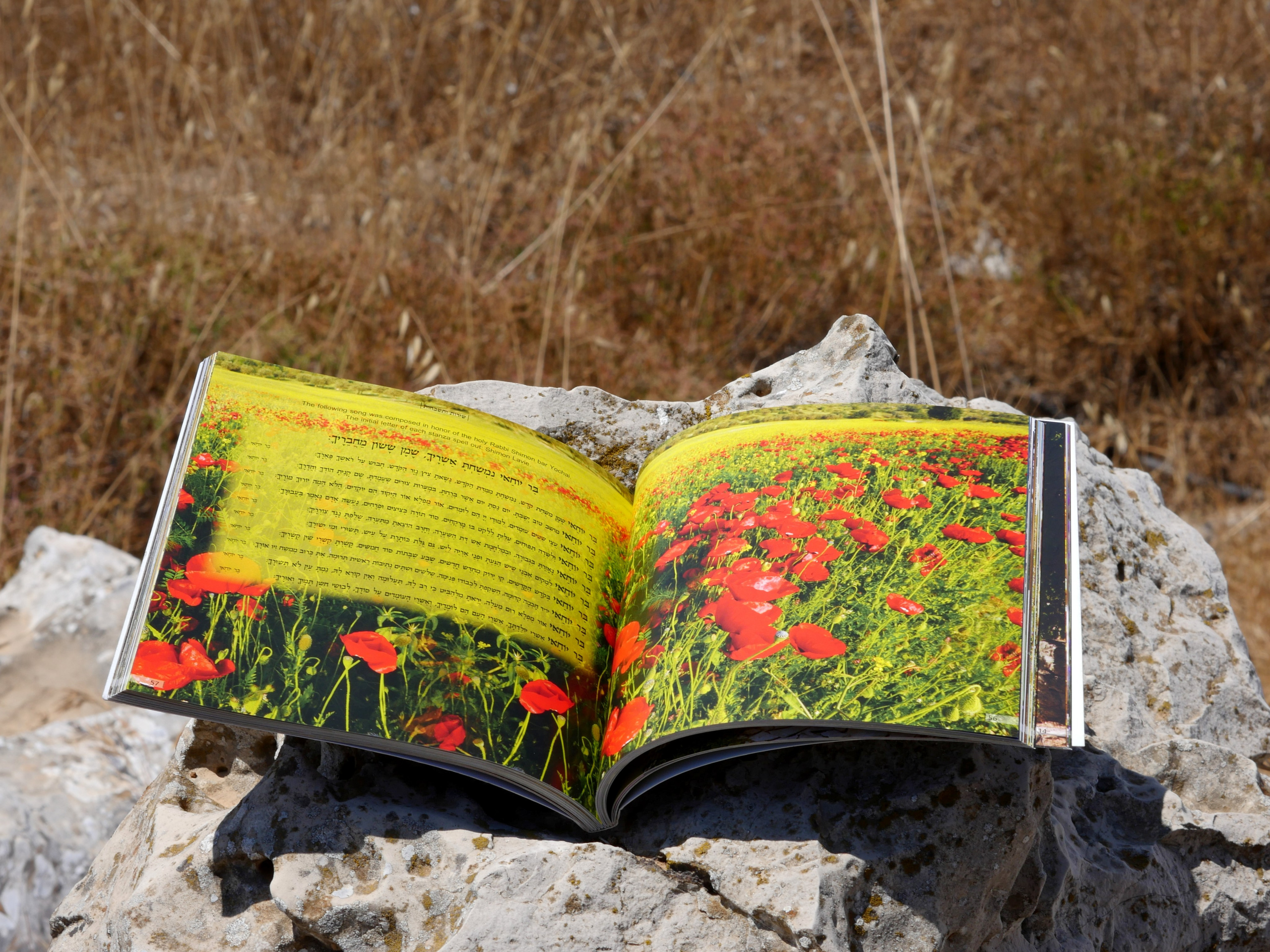 Books. Portrait & Event photographer in Israel — Rebecca Kowalsky