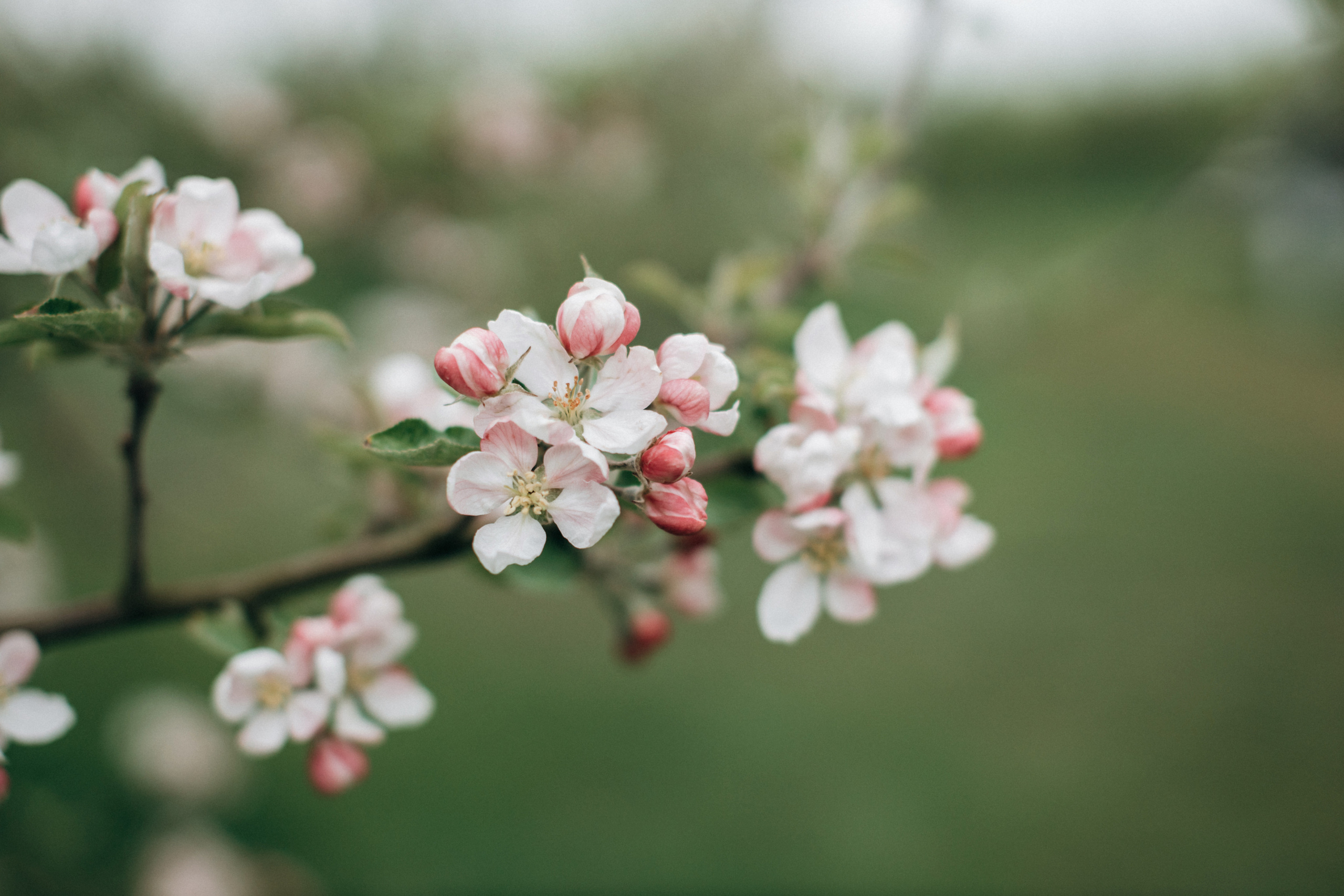 Фотосессия беременности в цветущих яблоневых садах Altes Land. Фотограф в Германии — Мария Чистякова