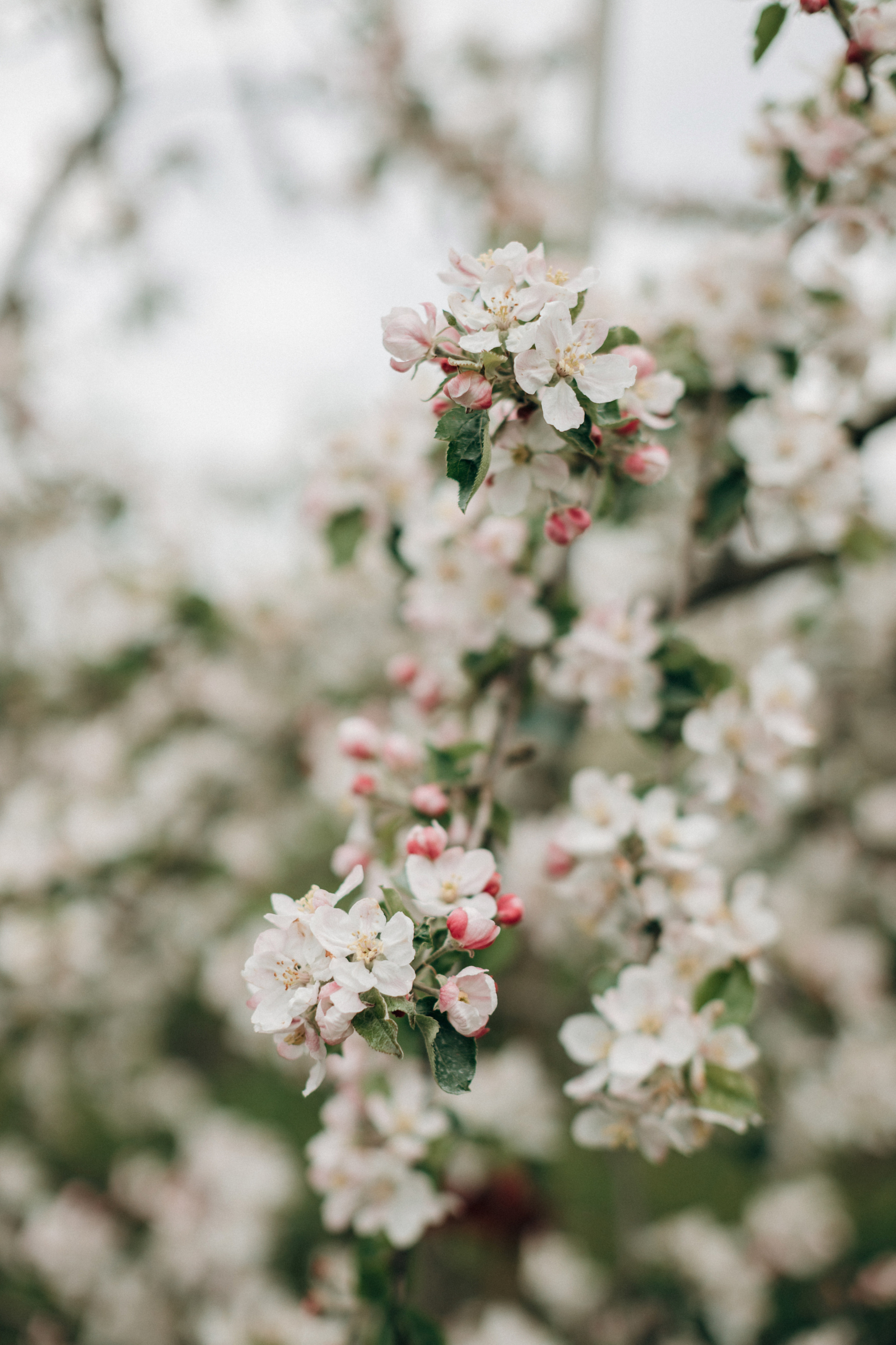 Фотосессия беременности в цветущих яблоневых садах Altes Land. Фотограф в Германии — Мария Чистякова