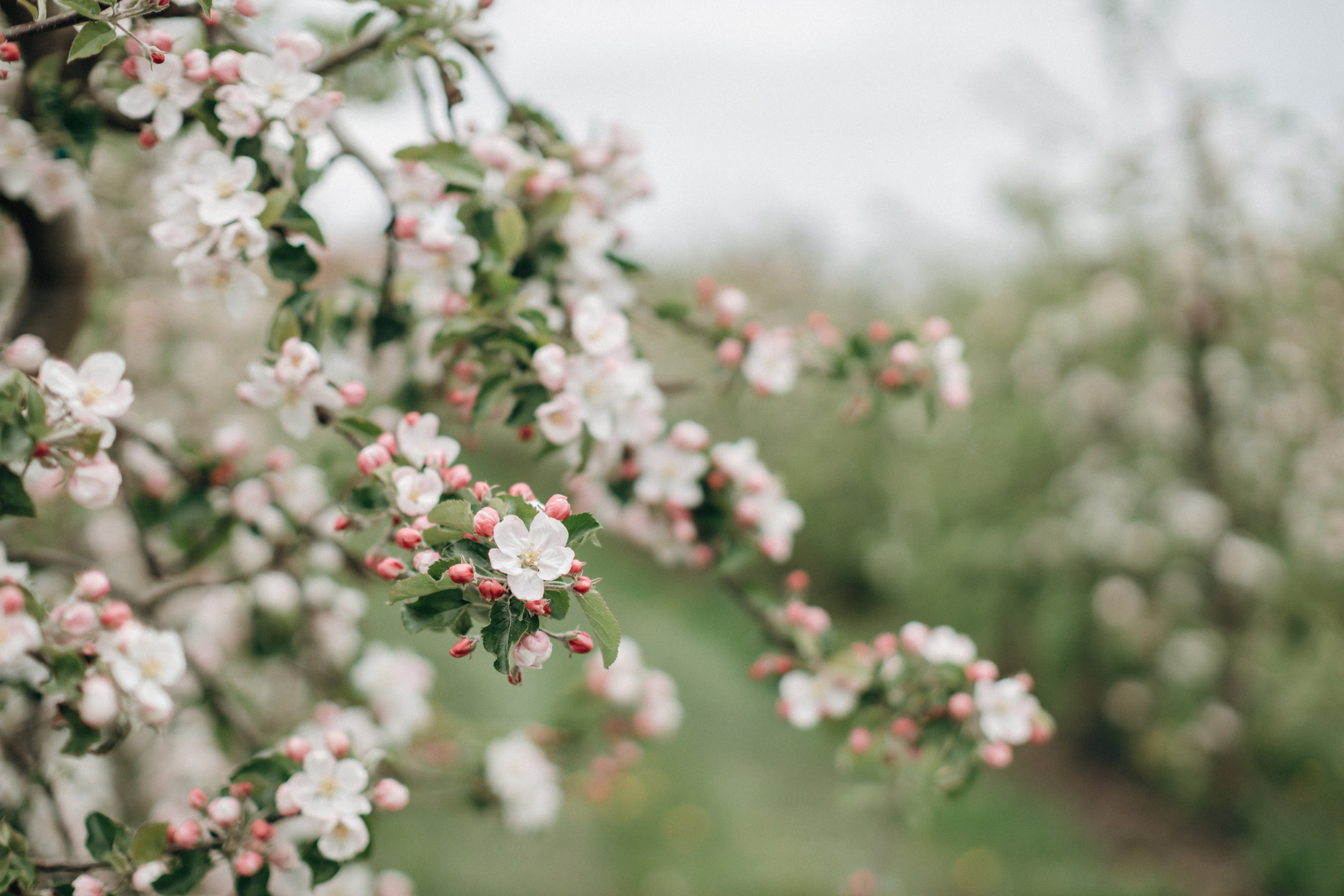 Фотосессия беременности в цветущих яблоневых садах Altes Land. Фотограф в Германии — Мария Чистякова