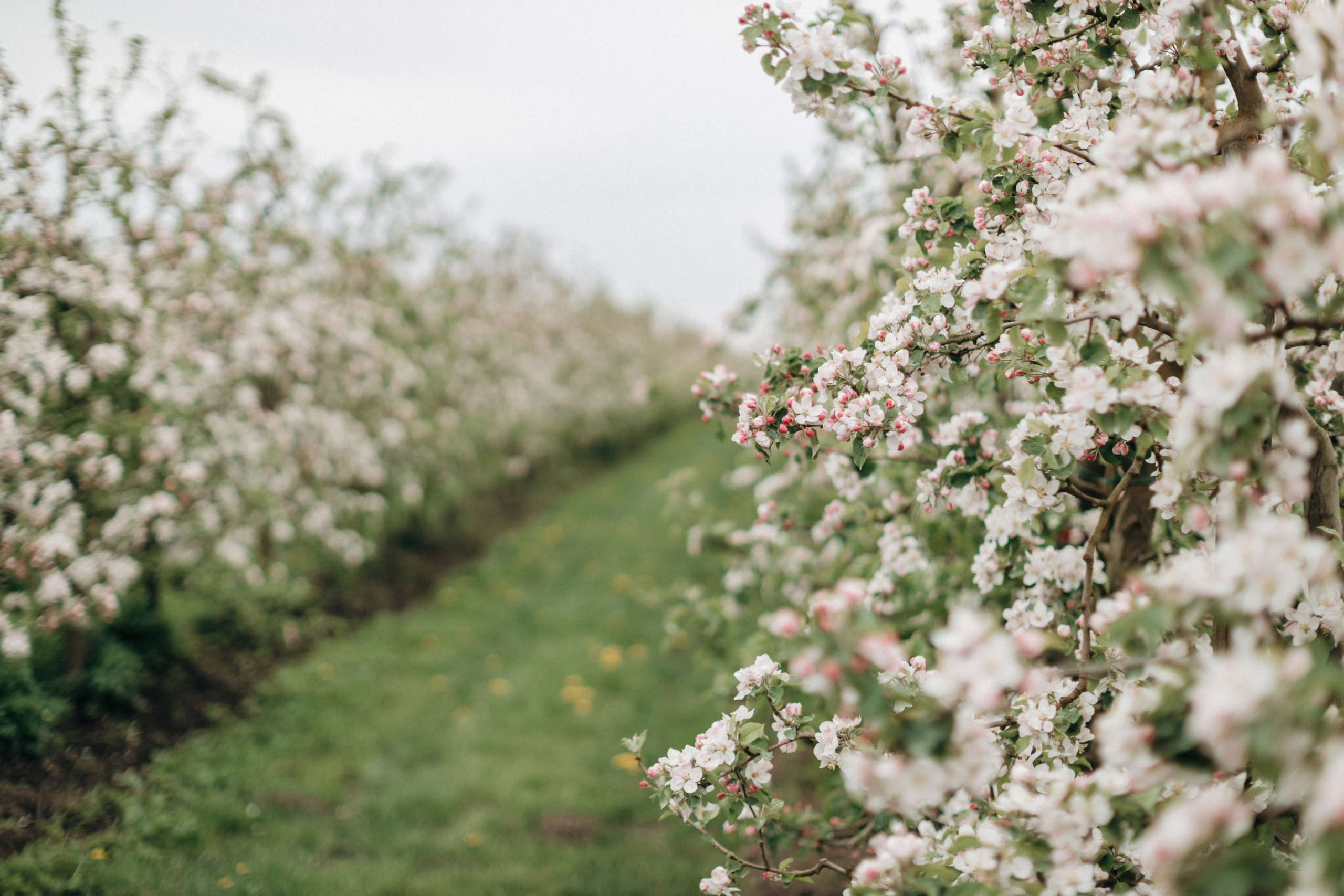 Фотосессия беременности в цветущих яблоневых садах Altes Land. Фотограф в Германии — Мария Чистякова