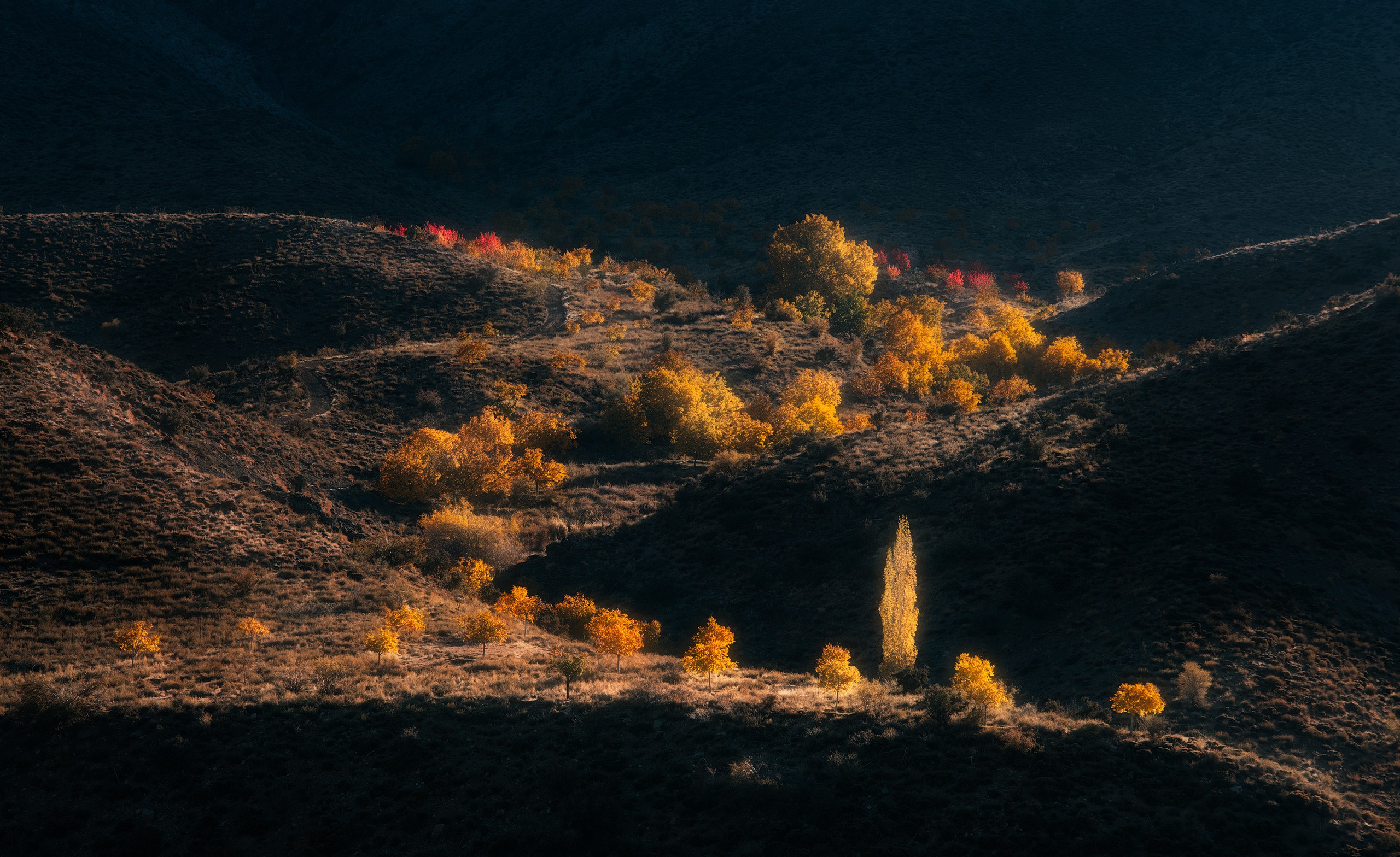 Amirhamzeh Mashayekhi Photographer