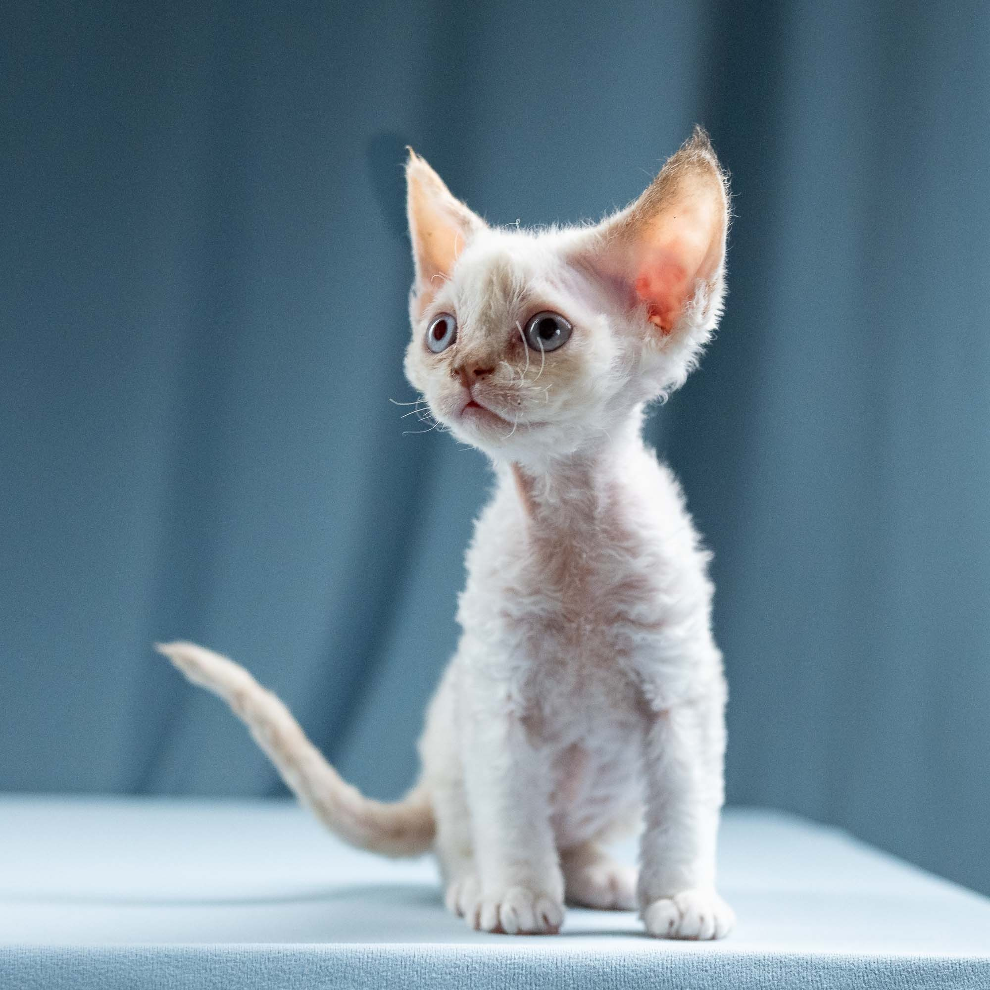 Jessica, girl, born 06.25.2025. Devon Rex Pixie Cattery