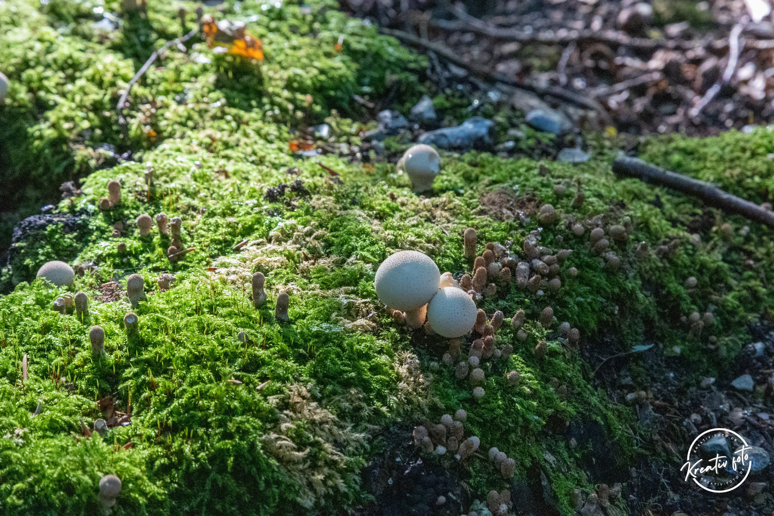 Sommer. Fotograf Aarhus | Portrætfoto Århus | Flotte billeder