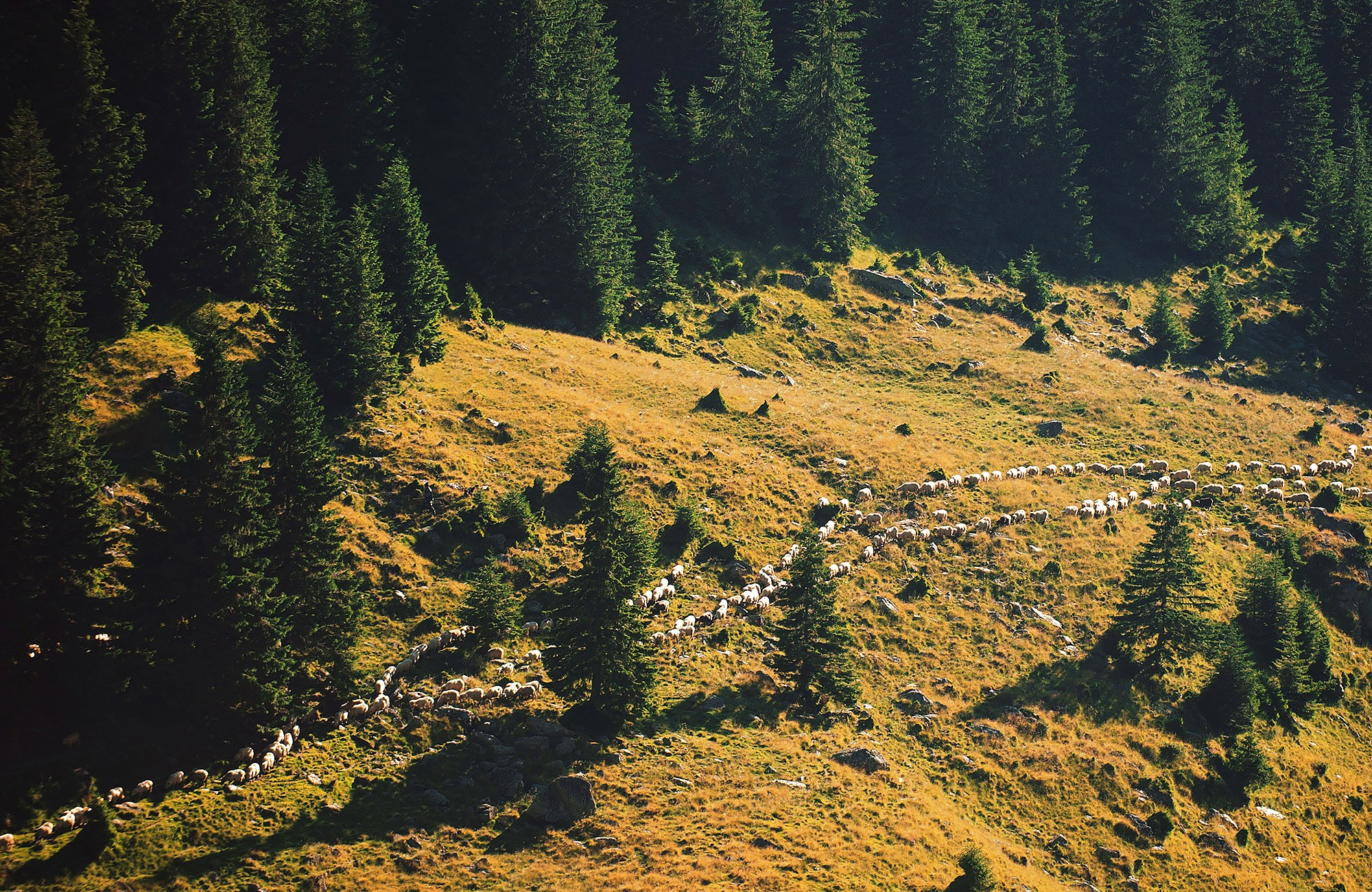 Romania. Imagini frumoase din Romania - fotograf travel Andrei Zveaghintev. Fotograf nunta si familie in Moldova, Chisinau - Andrei Zveaghintev