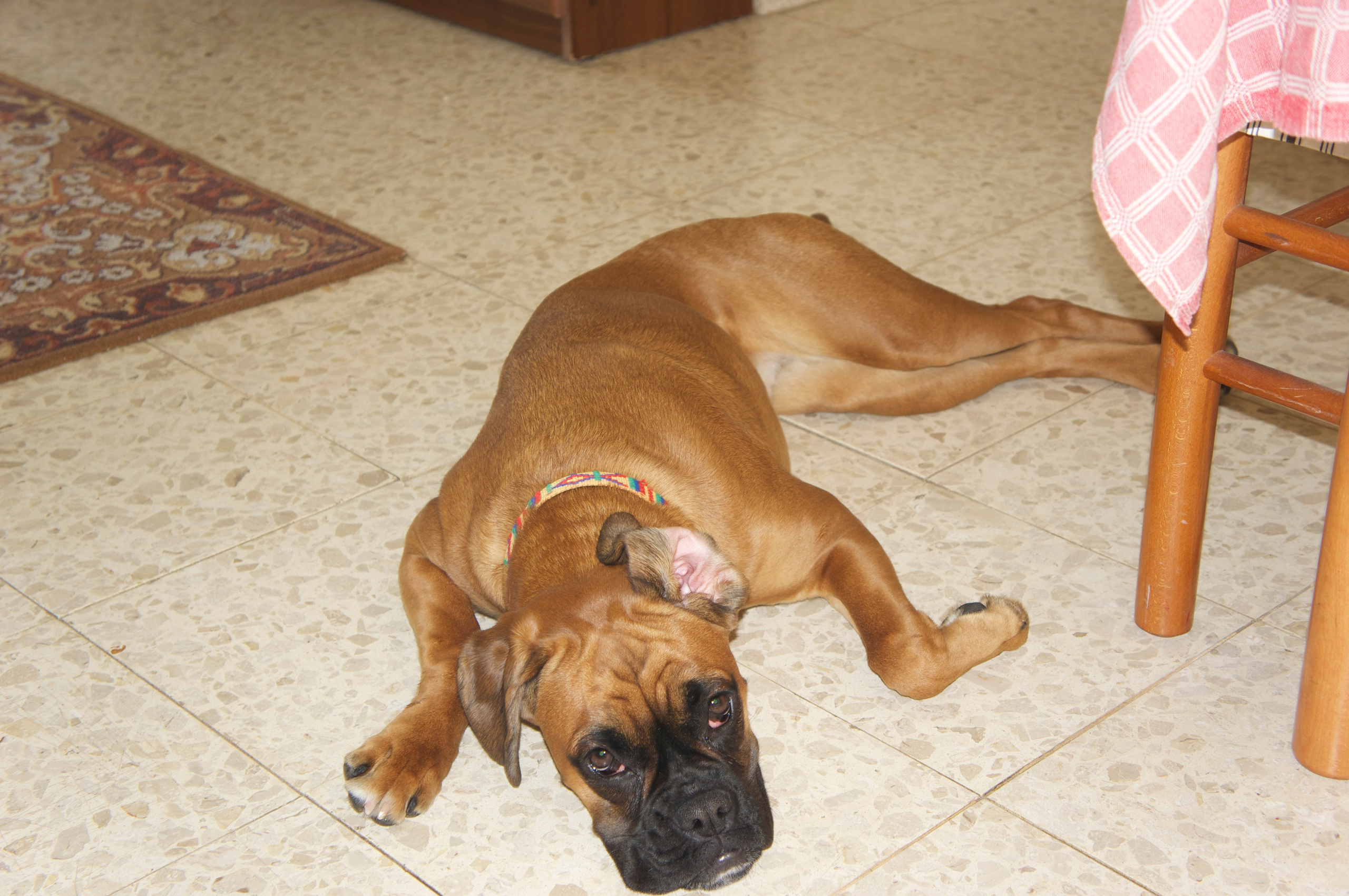 My ״Star״ Boxer Dog