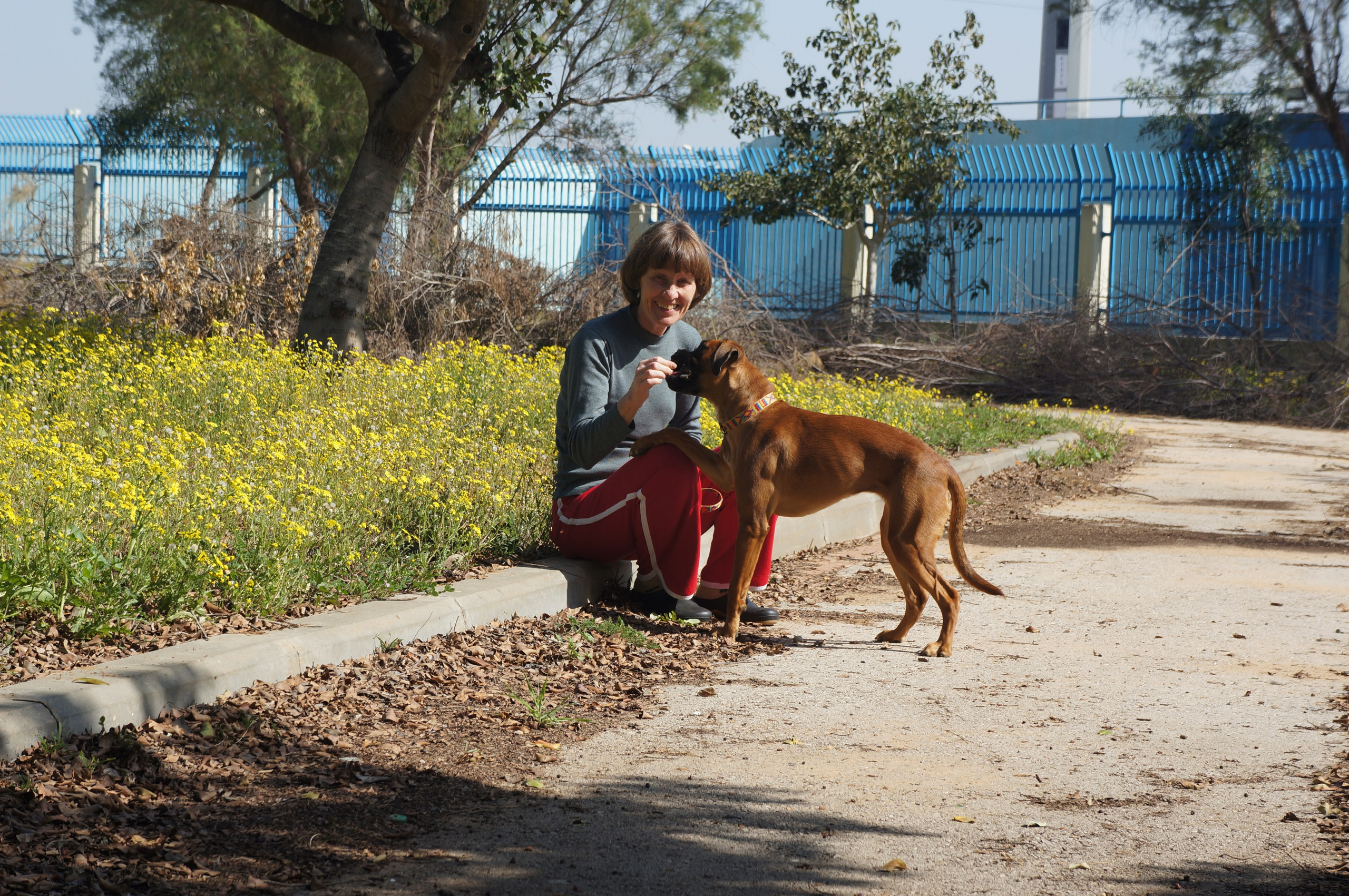 My ״Star״ Boxer Dog