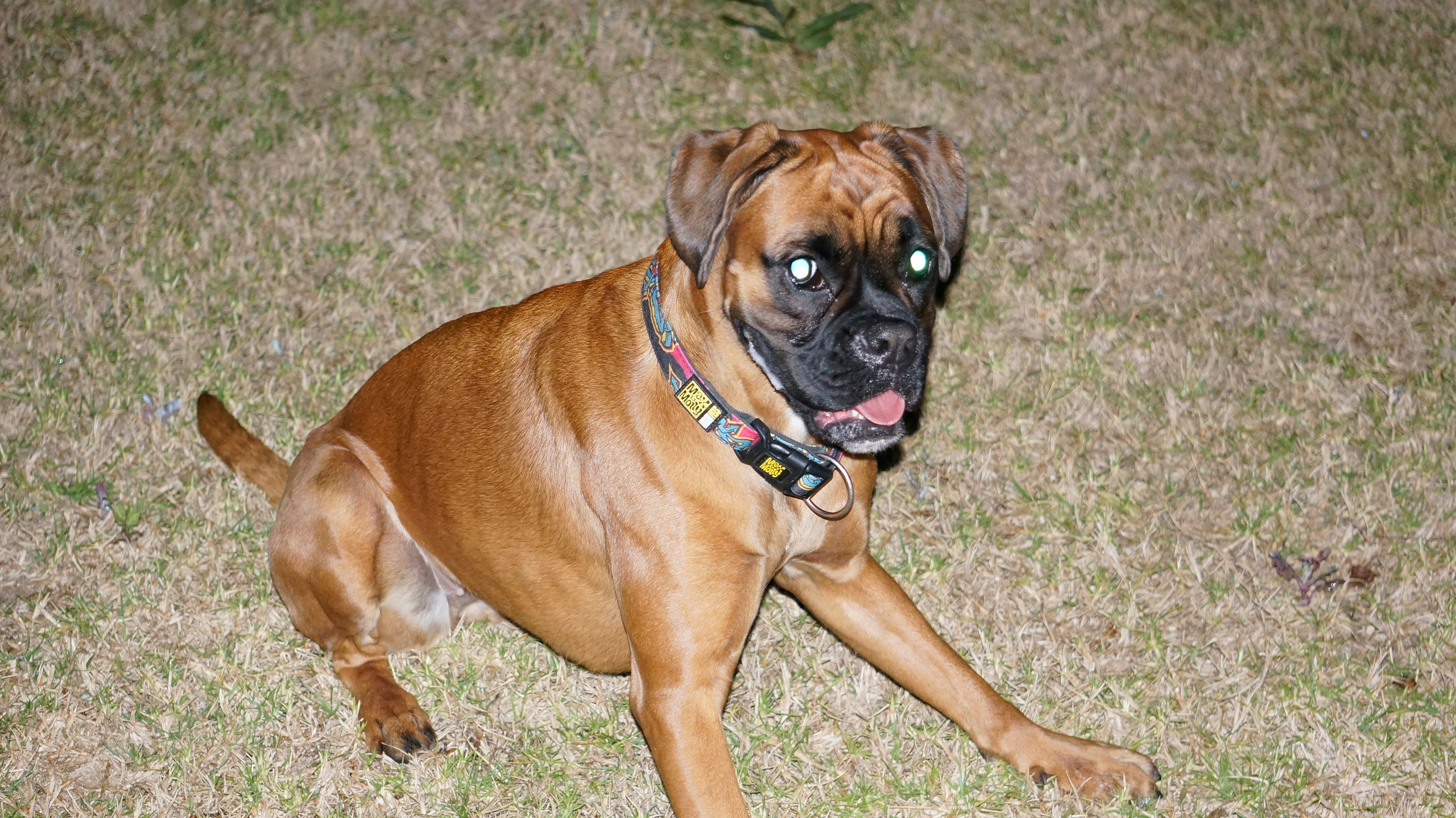 My ״Star״ Boxer Dog