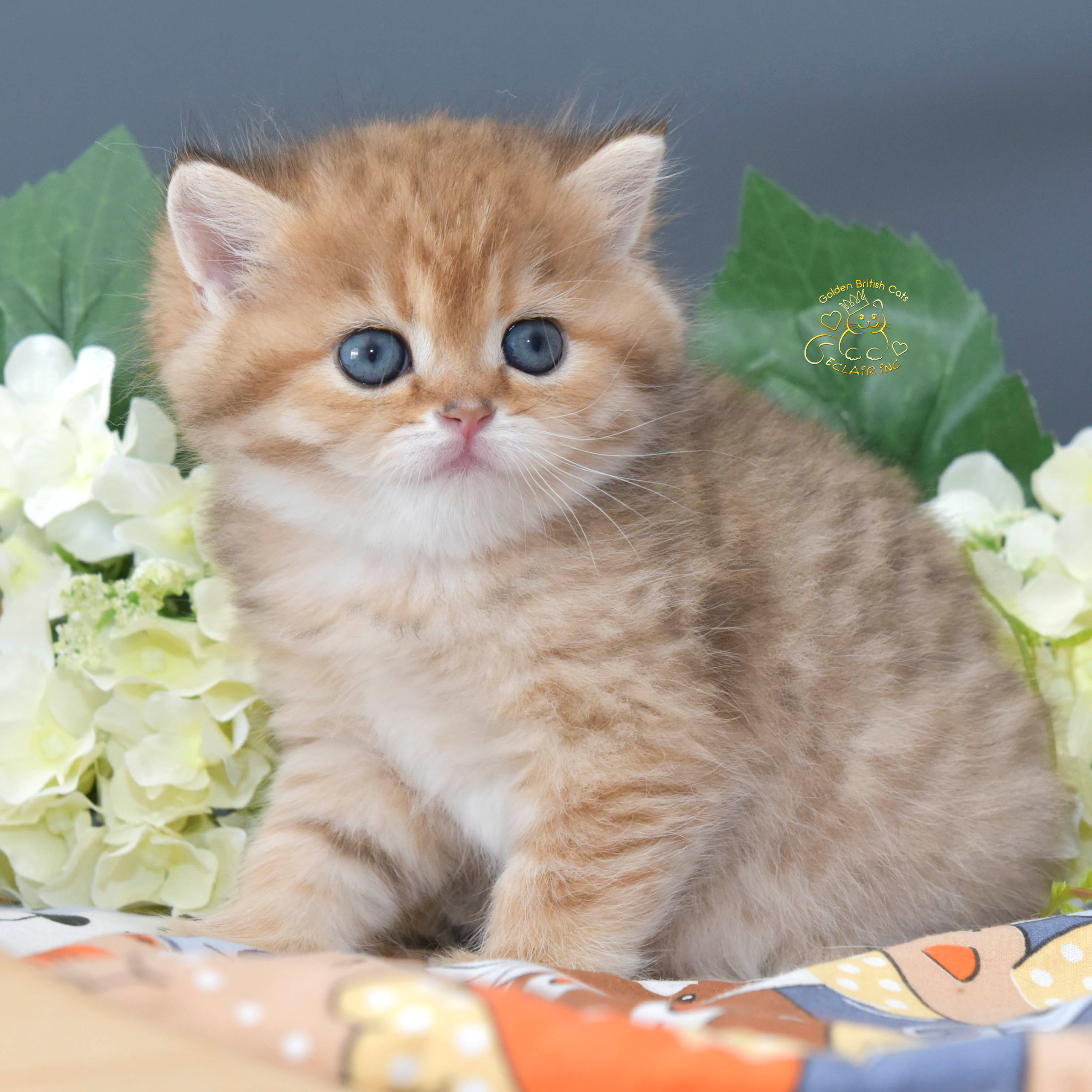 Βρετανικά γατάκια στην Αθήνα, βρετανικά γατάκια Κύπρος, βρετανική γάτα Λεμεσός, βρετανική γάτα Κύπρος τιμή, εκτροφείο βρετανικής γάτας Κύπρος, εκτροφείο βρετανικής γάτας Λεμεσός, εκτροφείο βρετανικής γάτας Λάρνακα, εκτροφείο βρετανικής κοντότριχης γάτας στην Αθήνα, εκτροφείο βρετανικής κοντότριχης στην Ελλάδα, βρετανική κοντότριχη γάτα τιμή