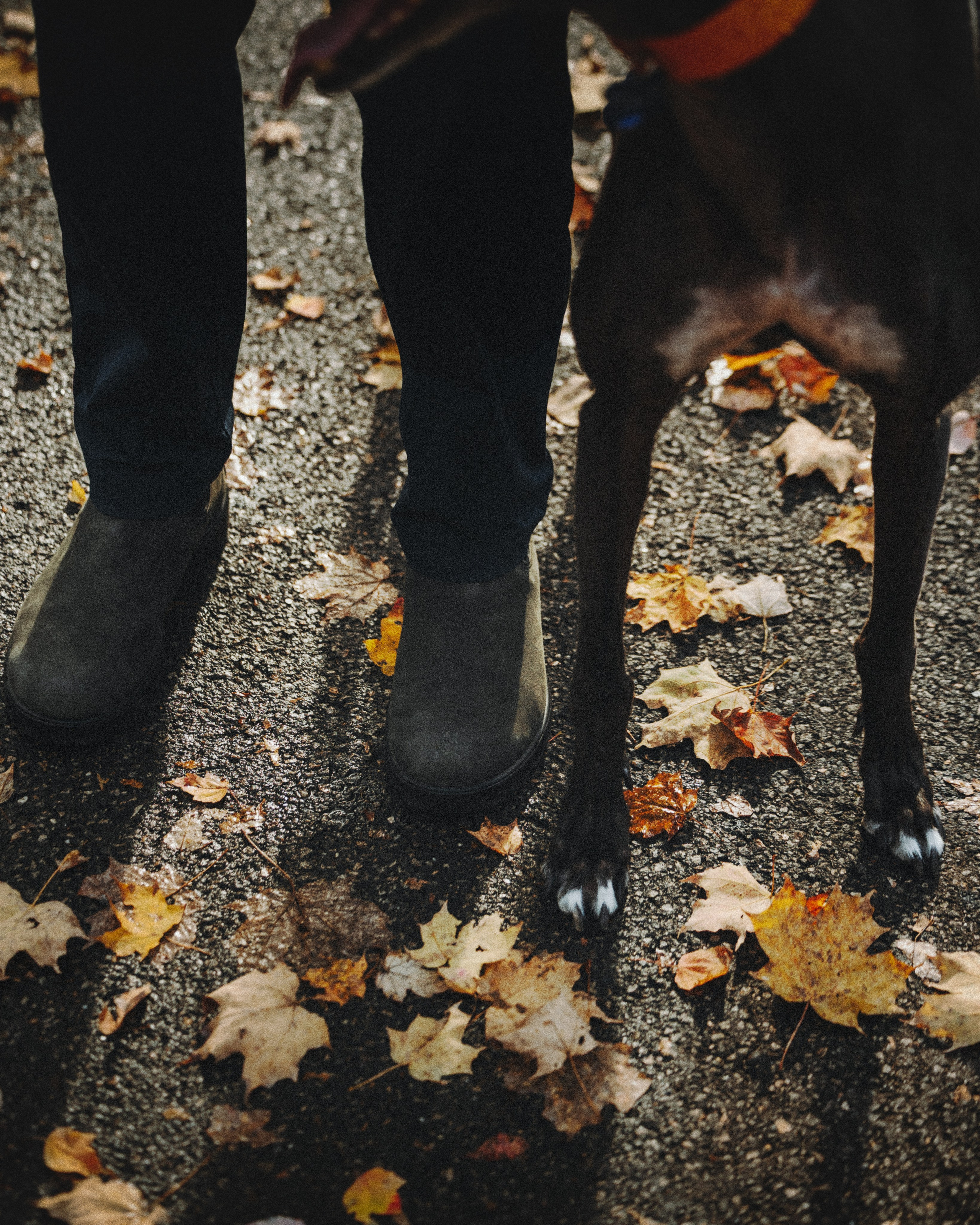 Tilly, Kati & Landon. Pet Photographer Viktoriya Aleshenko