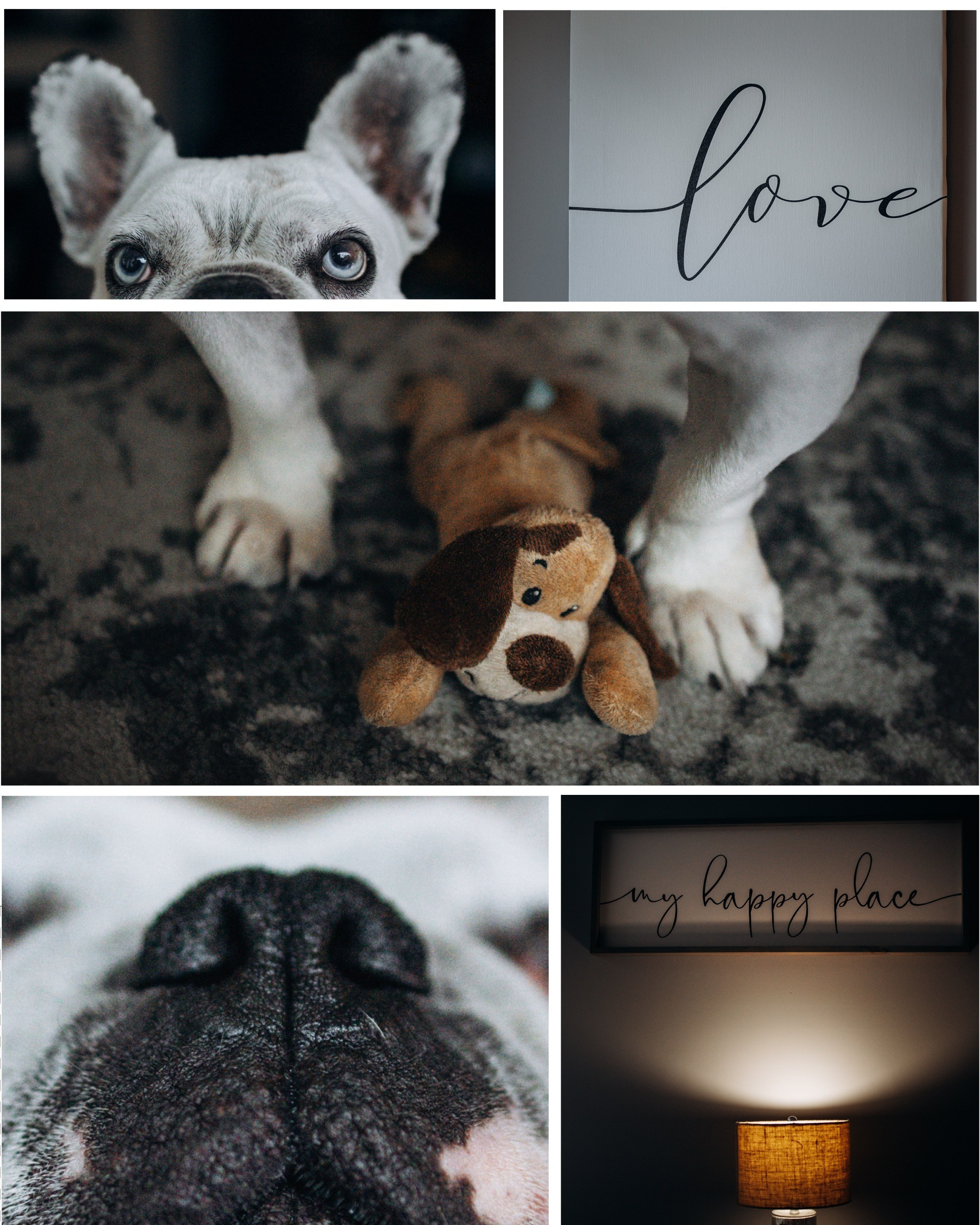 Pearl & Melanie. Pet Photographer Viktoriya Aleshenko