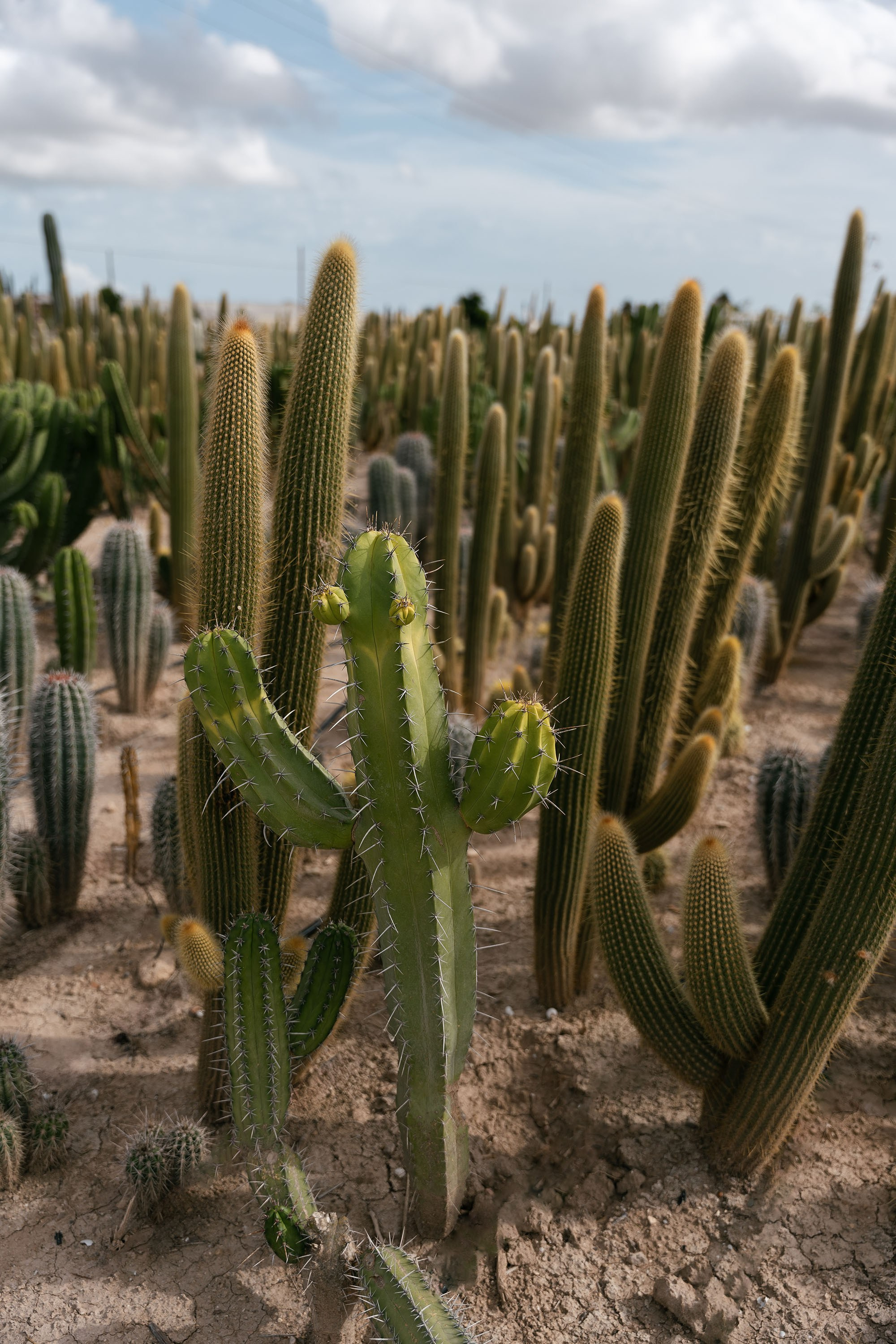 Eunji and Kjell. Destination Wedding Photographers based in Spain