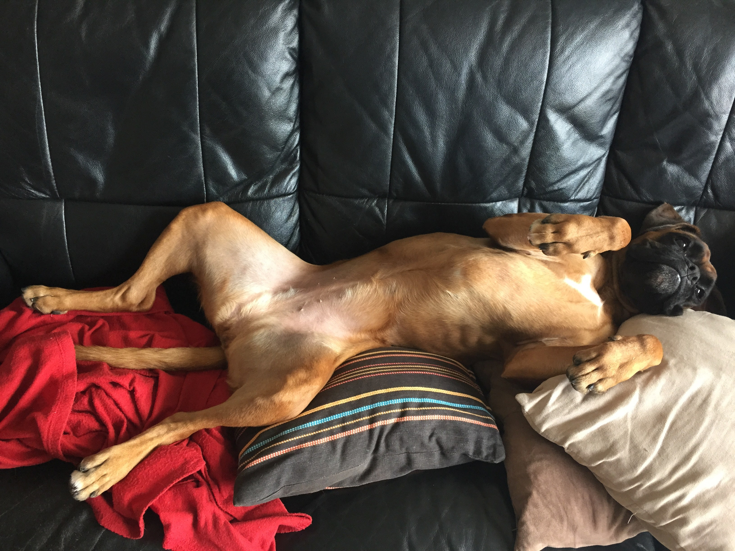 My ״Star״ Boxer Dog