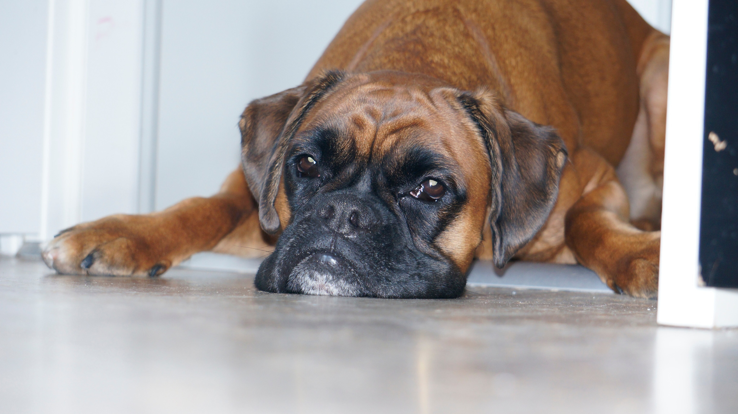 My ״Star״ Boxer Dog