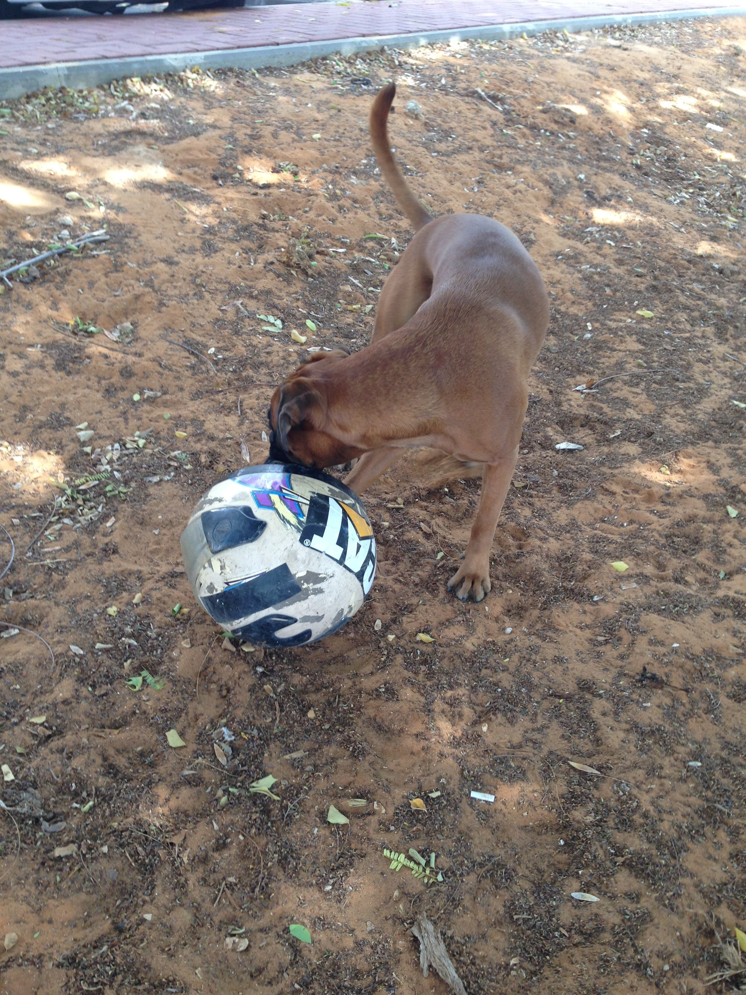 My ״Star״ Boxer Dog