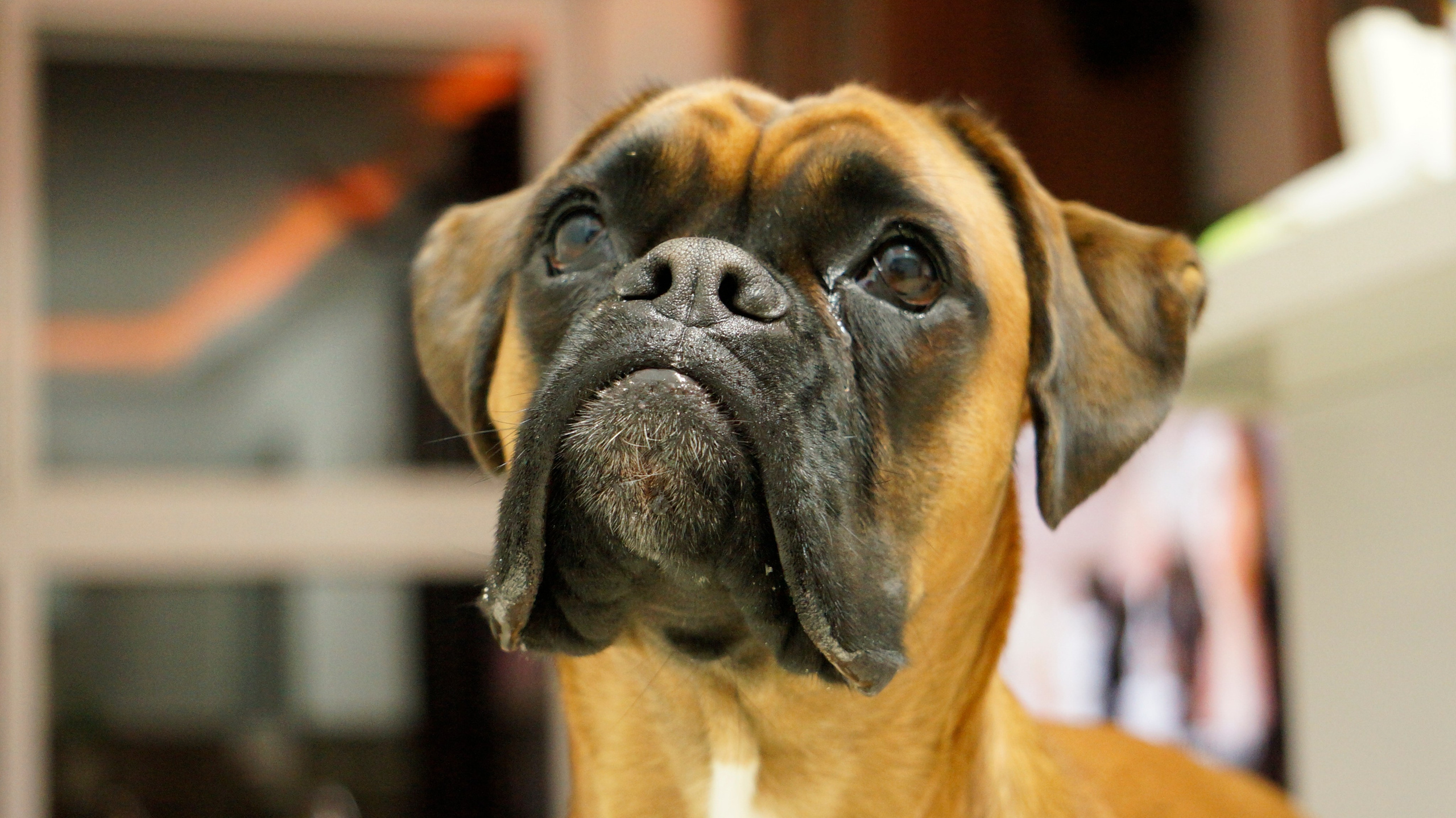 My ״Star״ Boxer Dog