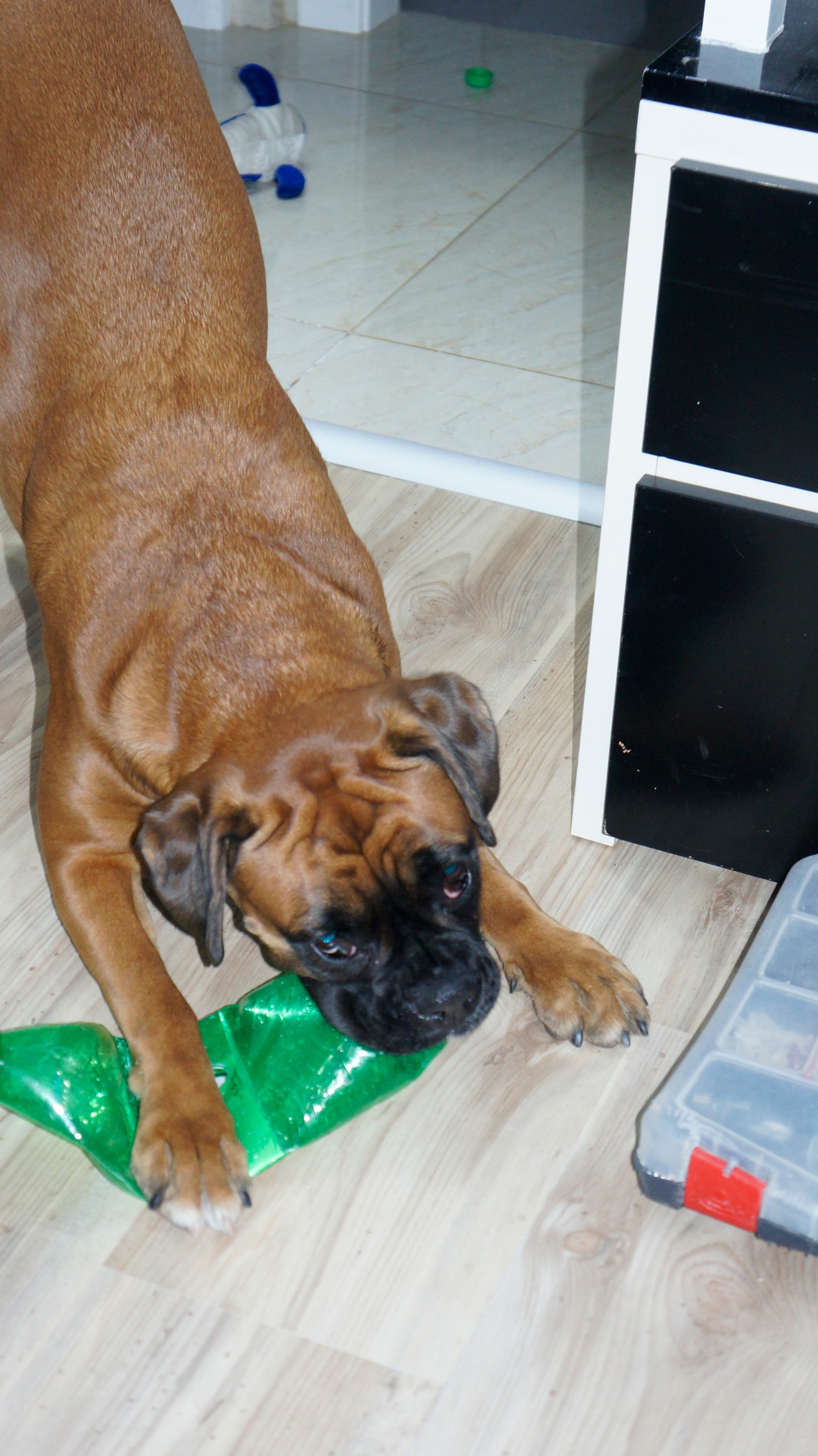 My ״Star״ Boxer Dog