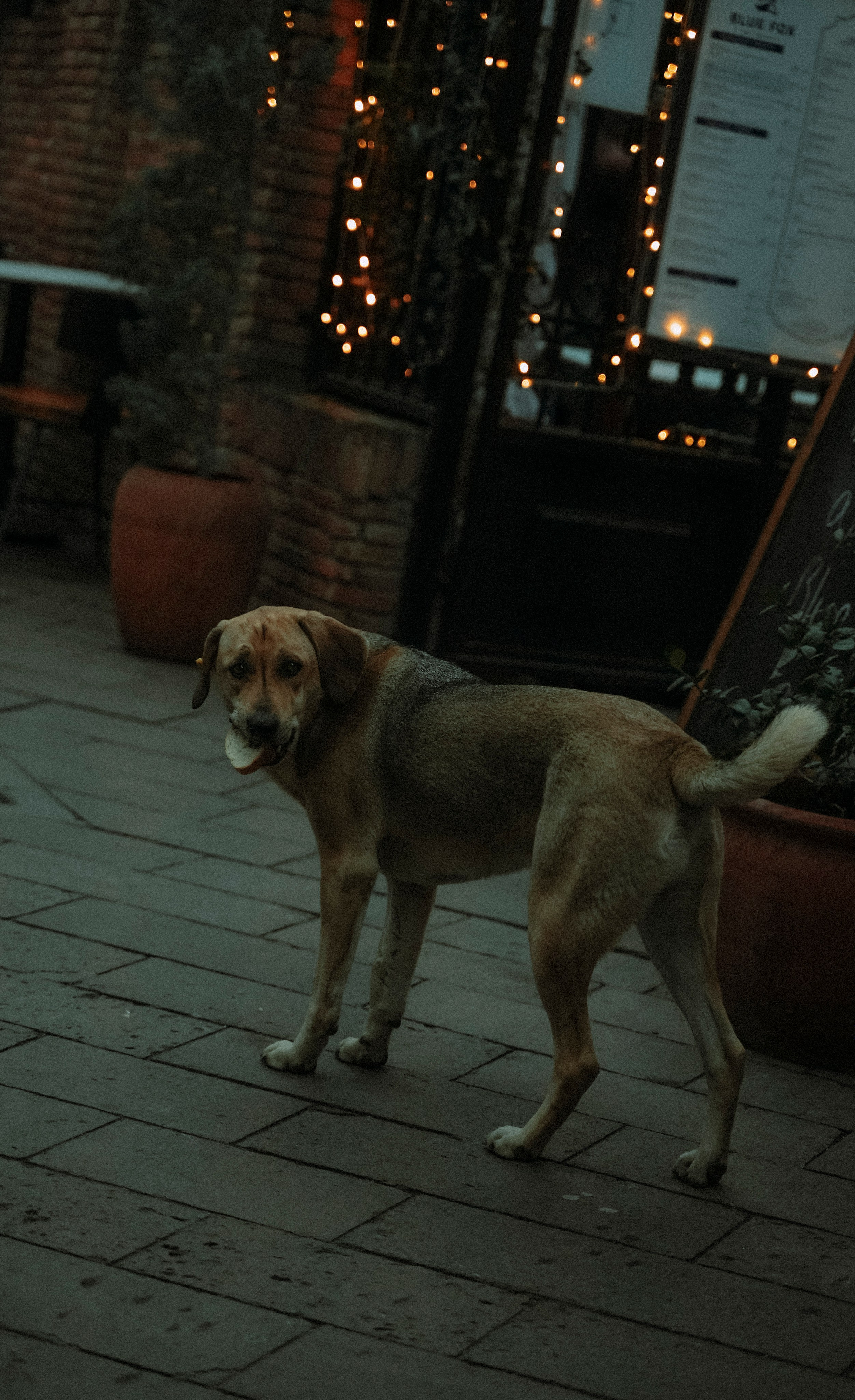 ТБИЛИСИ 2023-2024. Стрит-фотография, полная абсурда, идиотизма и красоты