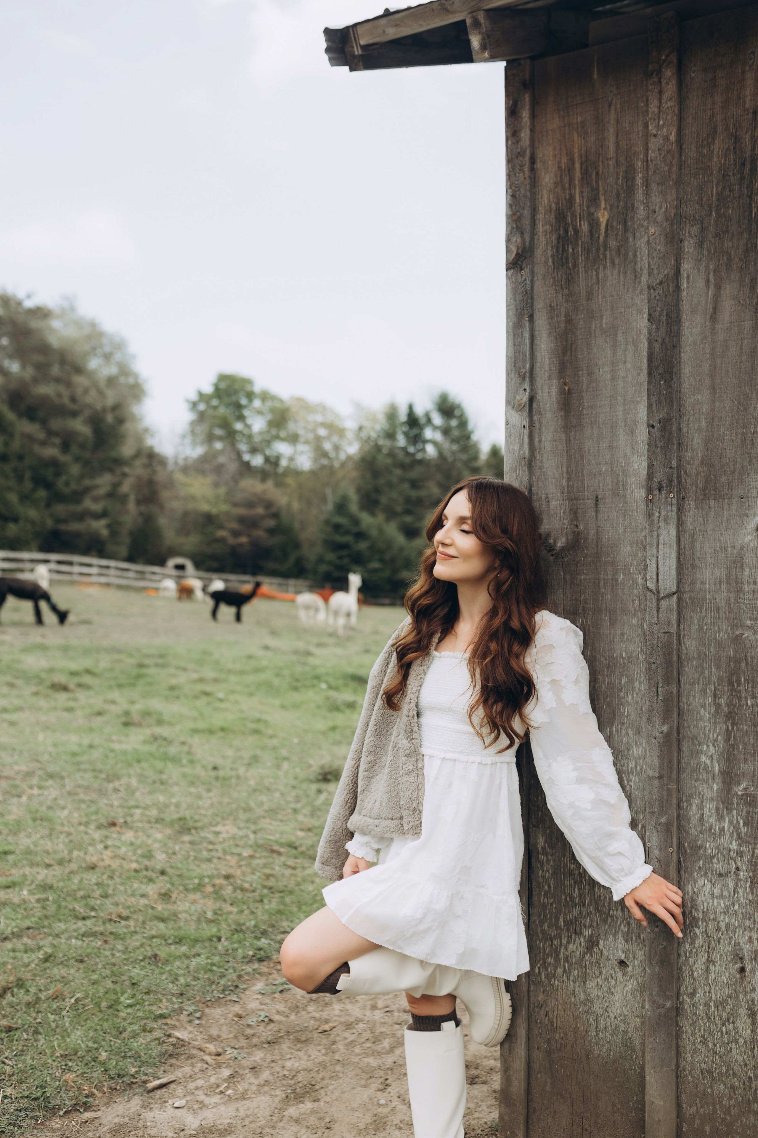 Alpacas Farm. Chernenko.photography
