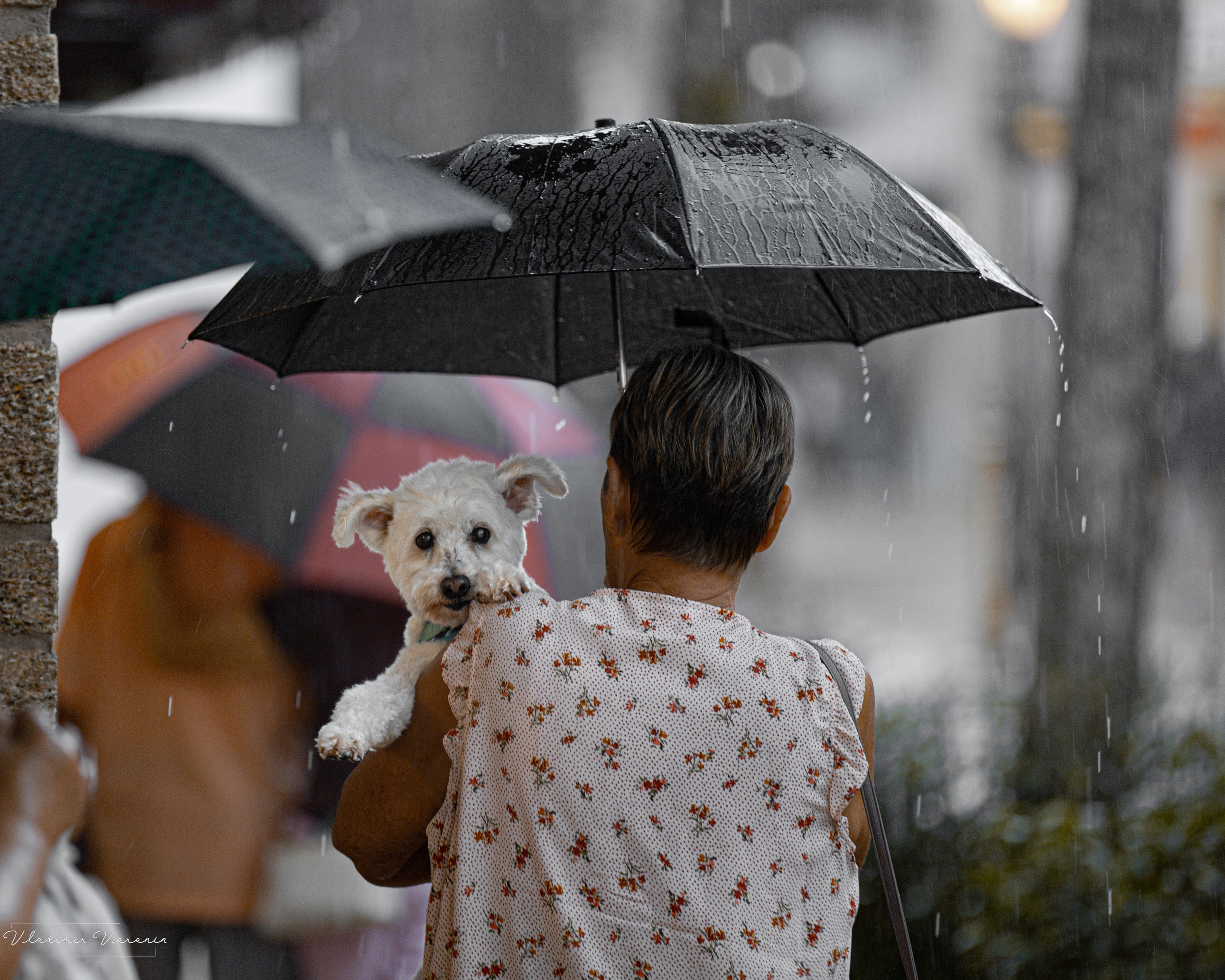 Rain in downtown. Family Portrait Photography in St. Augustine | Vladimir Voronin and Son