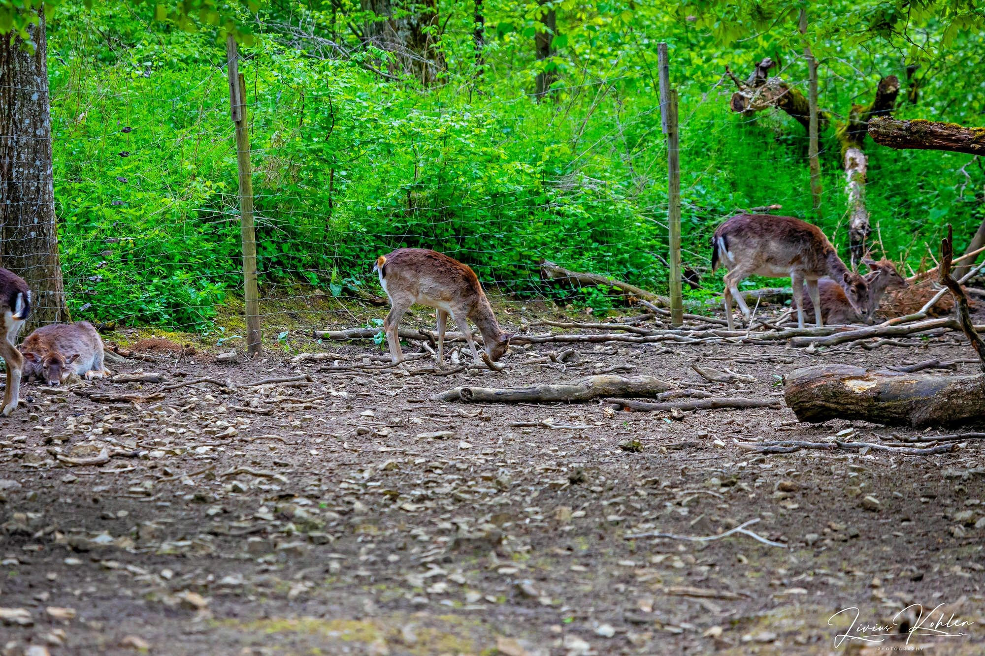 Wildpark Bad Mergentheim. FOTO KREATIV