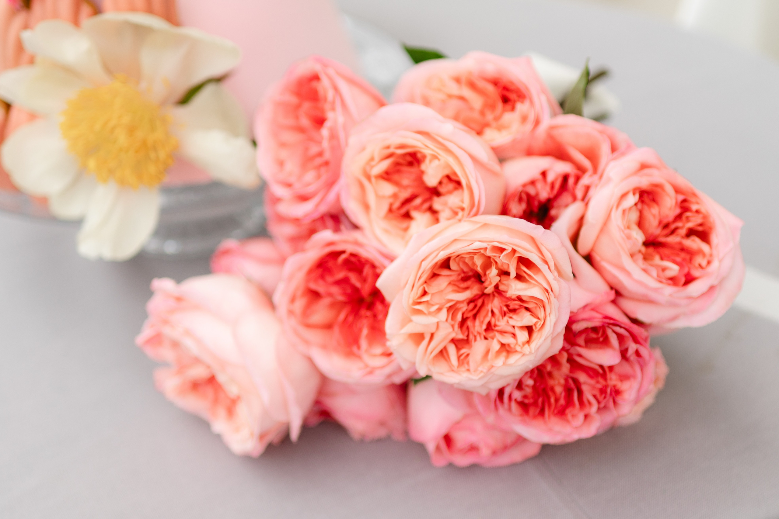 Alexandra Hanu Photographer