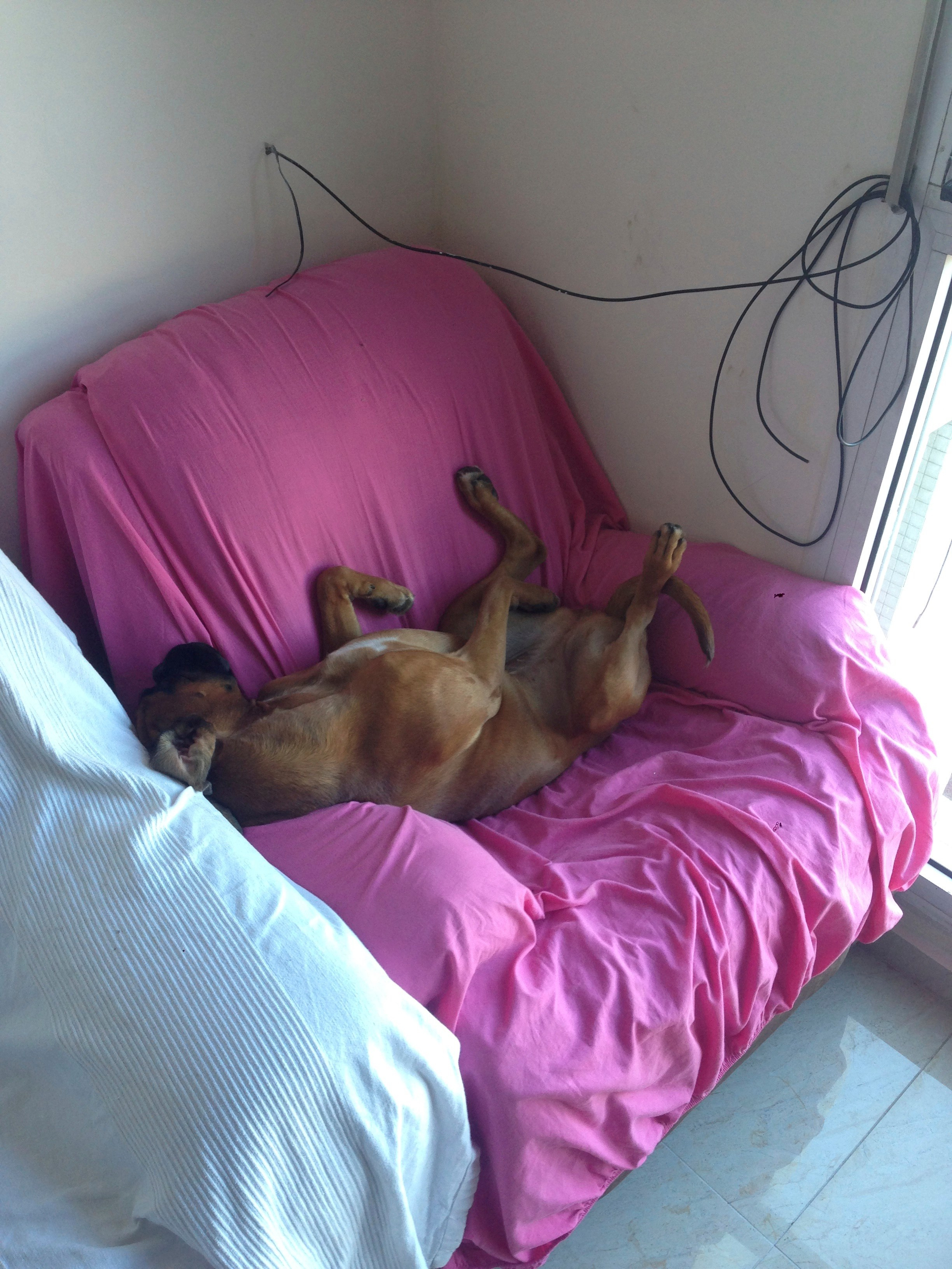 My ״Star״ Boxer Dog