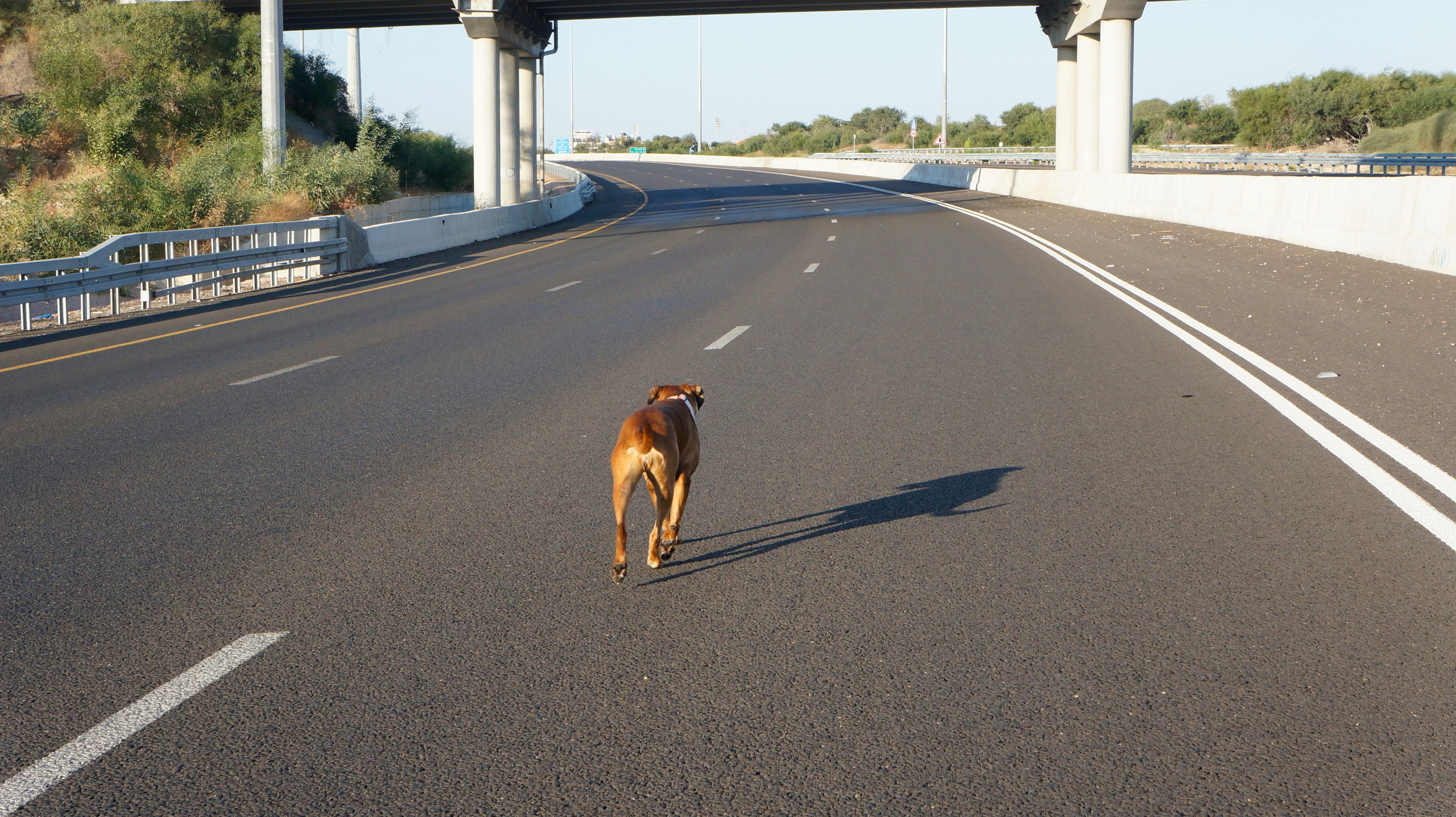 My ״Star״ Boxer Dog