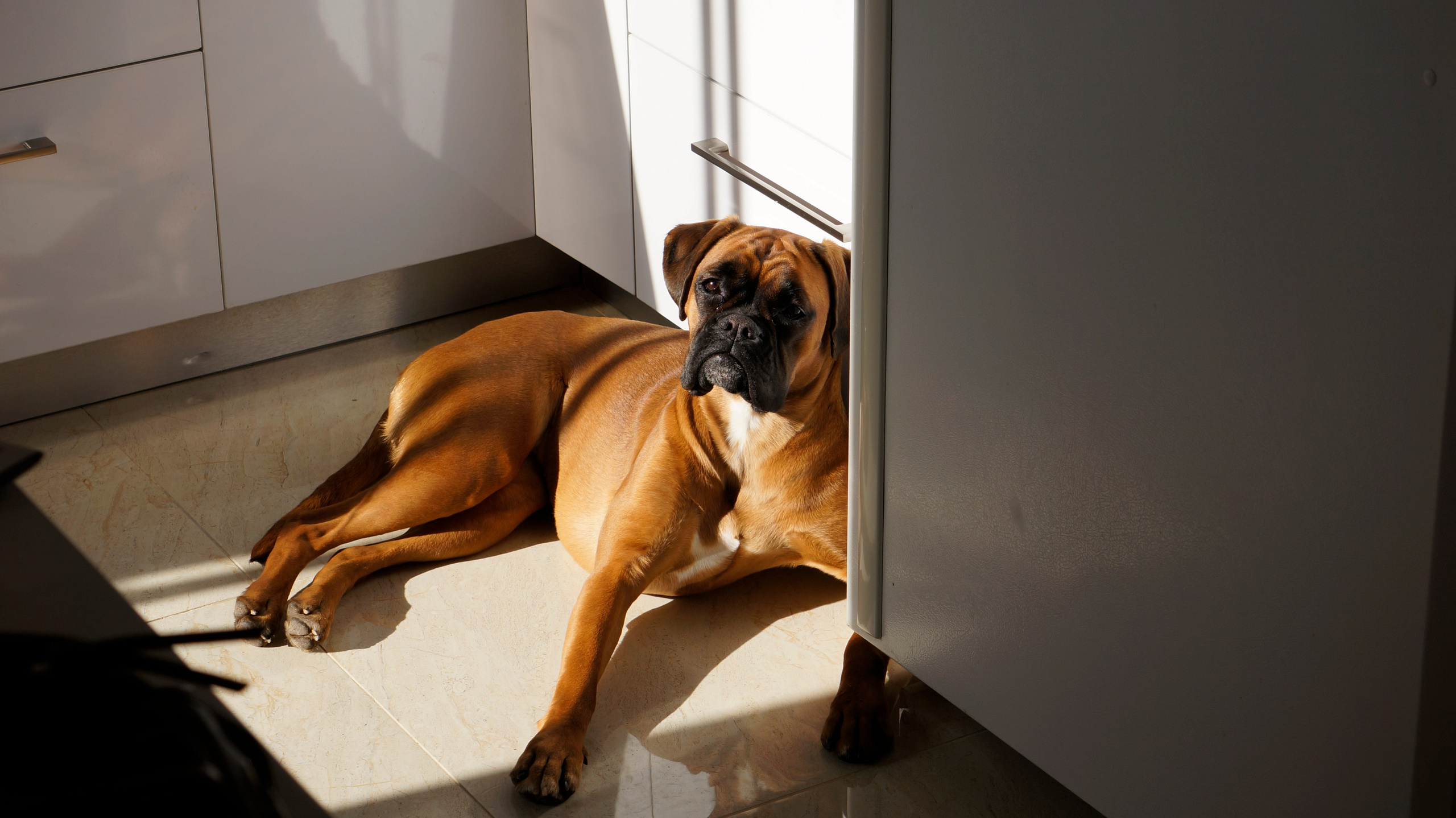 My ״Star״ Boxer Dog