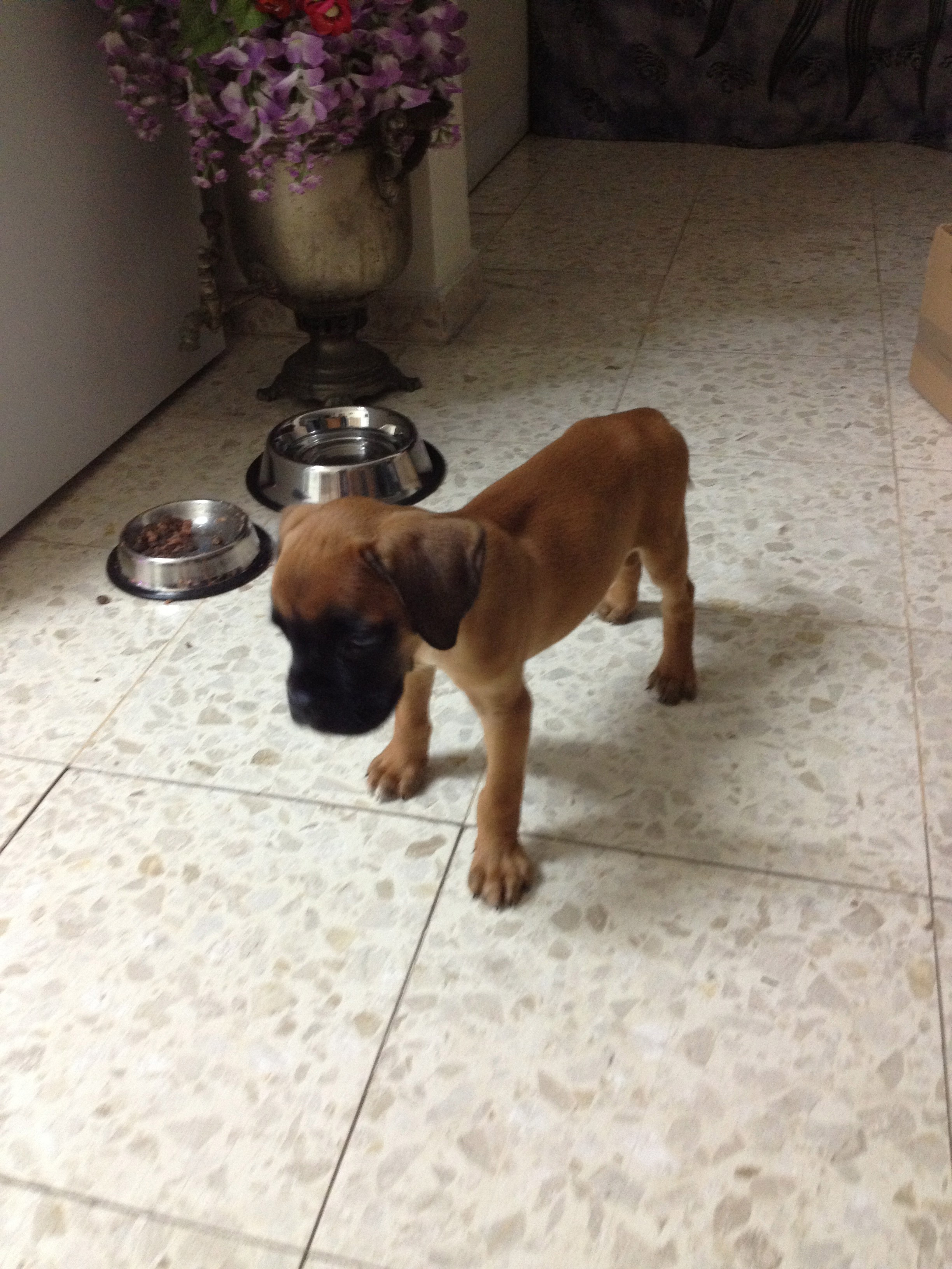 My ״Star״ Boxer Dog