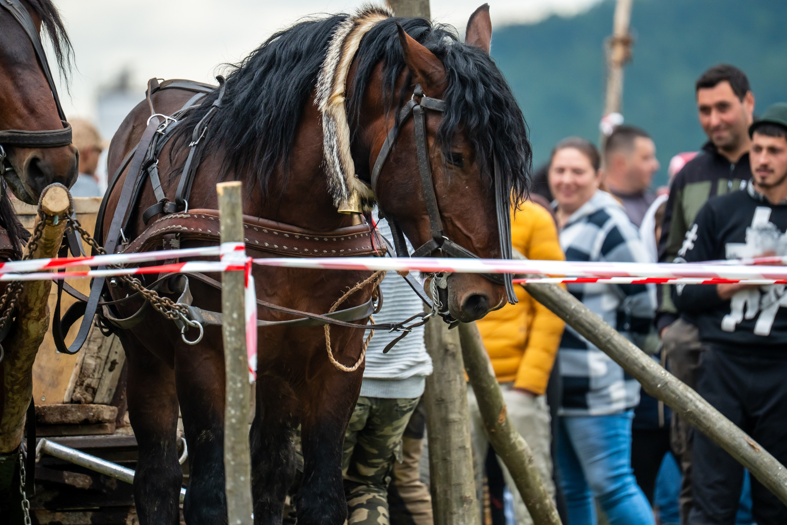 Concurs Ecvestru Vărbilău ediția a 4-a. Mihai Alexandra Events