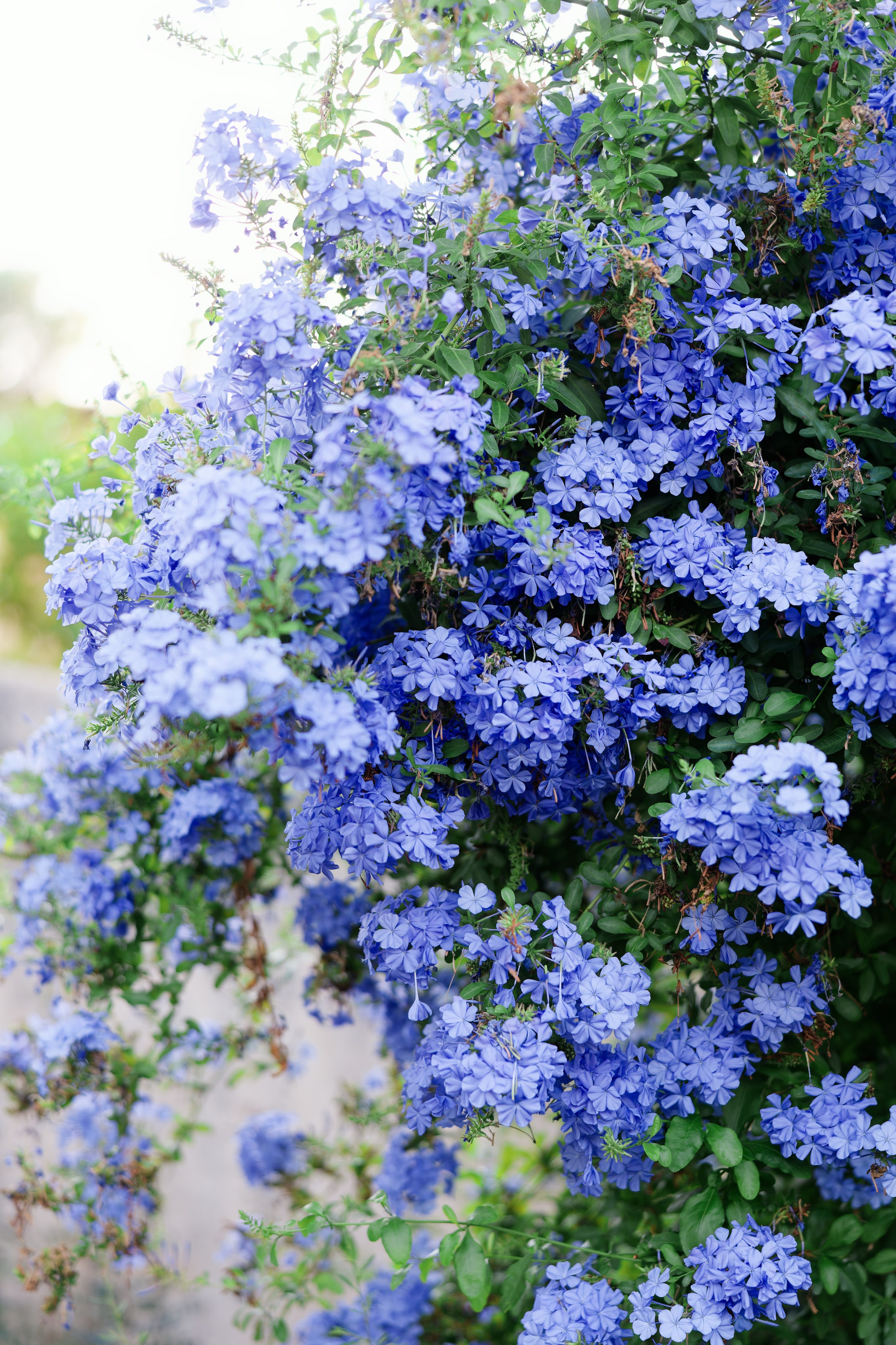 Haldi Ceremony & Mehndi Night & pre-wedding dinner, Barcelona